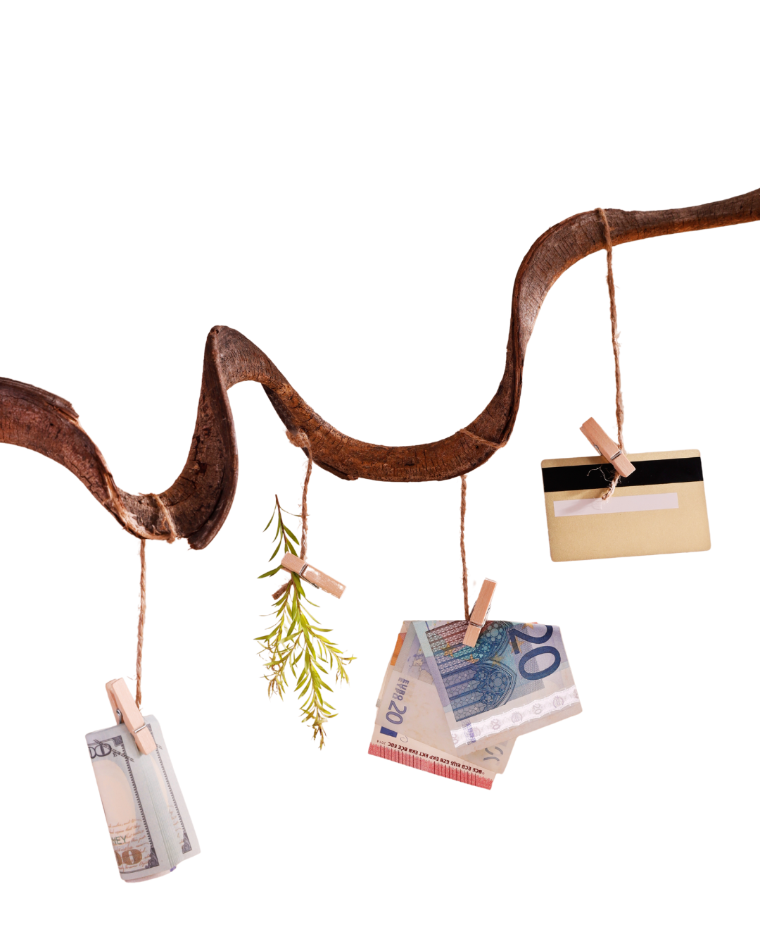 A twisting tree branch with currency notes, a sprig of greenery, and blank tags hanging from small clothespins.