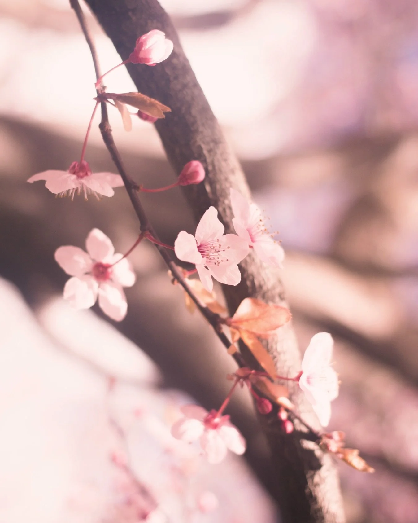 Happy First Day of Spring!🌸

There is something especially meaningful about the spring equinox. It marks that turning point when we begin moving into a season of more light. After a long winter, that return of light can feel genuinely uplifting.

In
