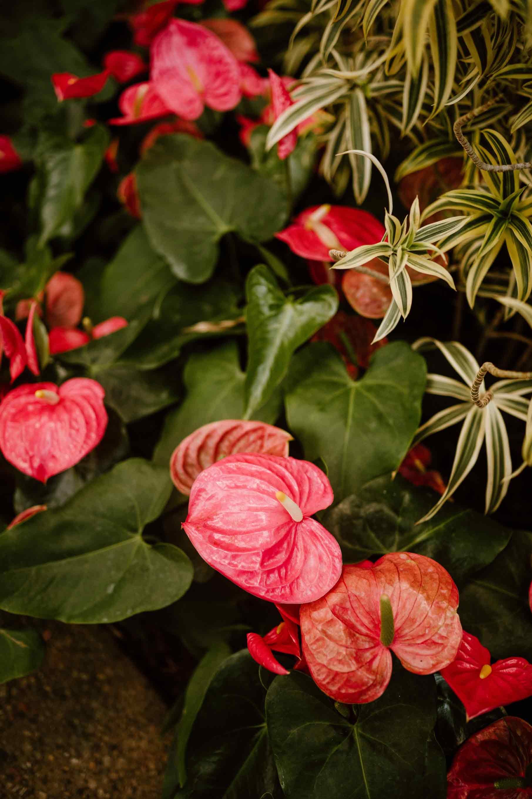 anthurium-plant-longwood-gardensjpg.jpg