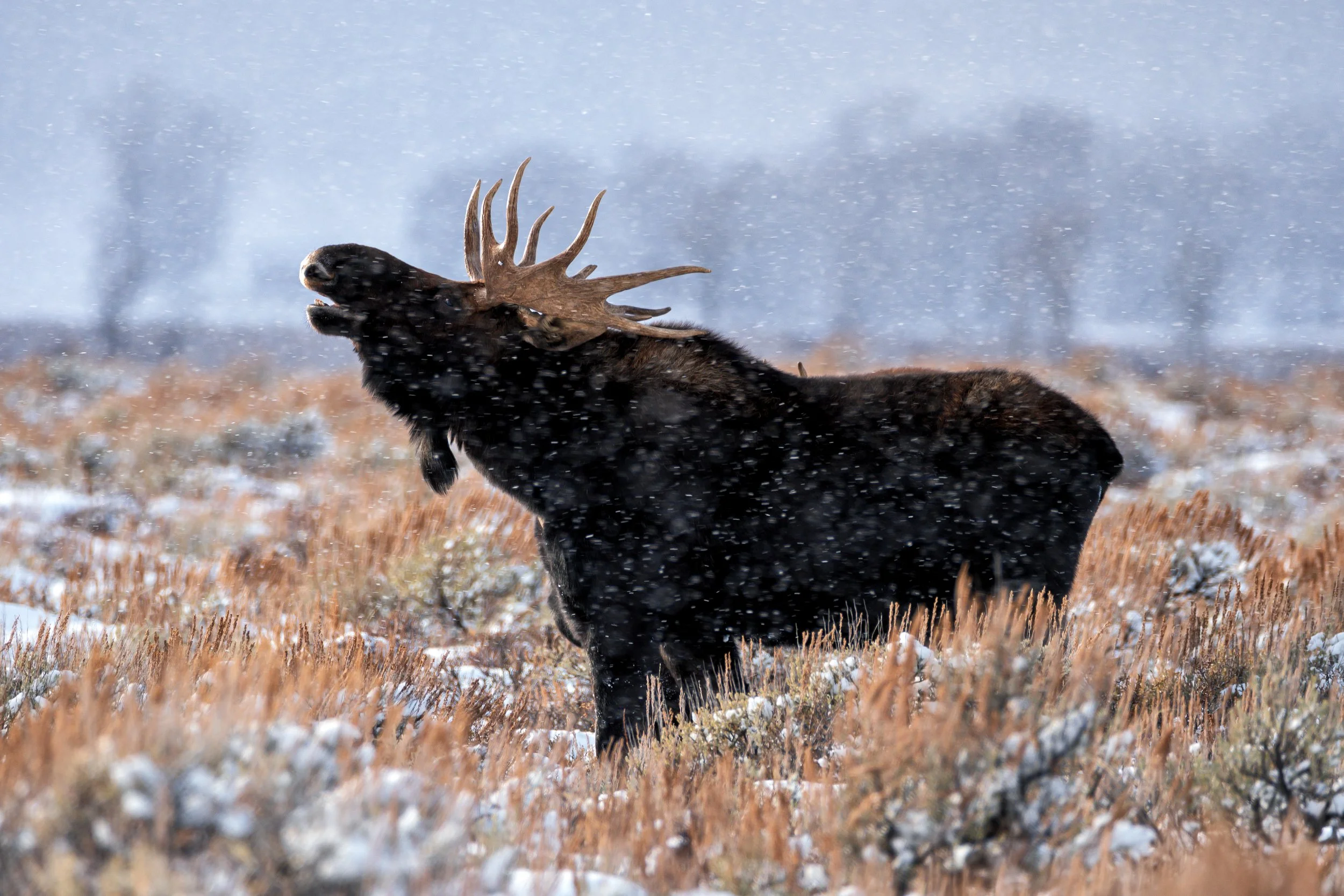 LIP CURL – A bachelor moose bellows in the early morning in Teton National Park.