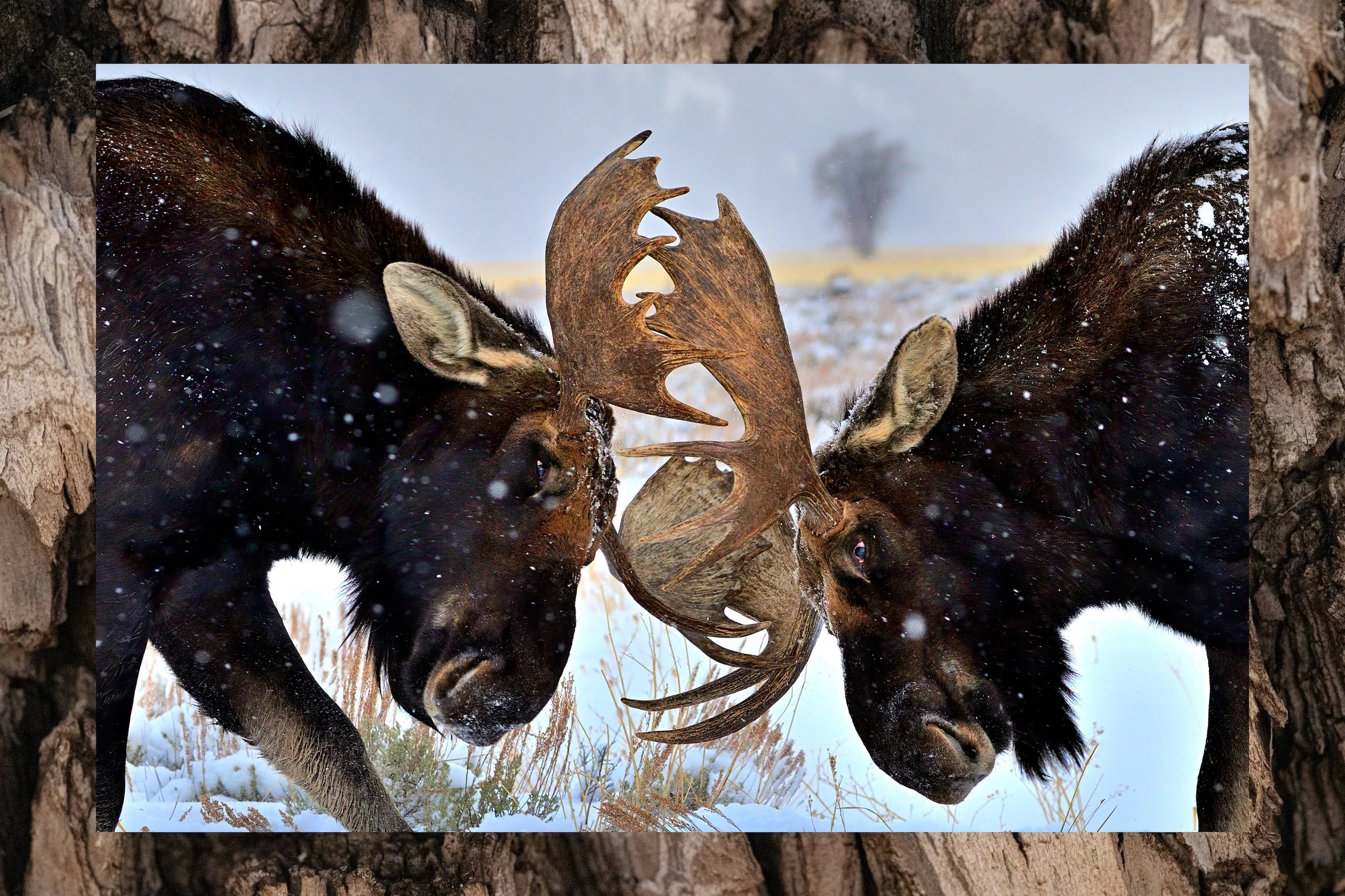 MOOSE DUEL – (Int'l Photography Awards Official Selection) Two bachelor moose spar at sunrise as the first snows of December descend on Grand Teton National Park, Wyoming. I was encircled by six moose and only a few feet from these fighting males whe
