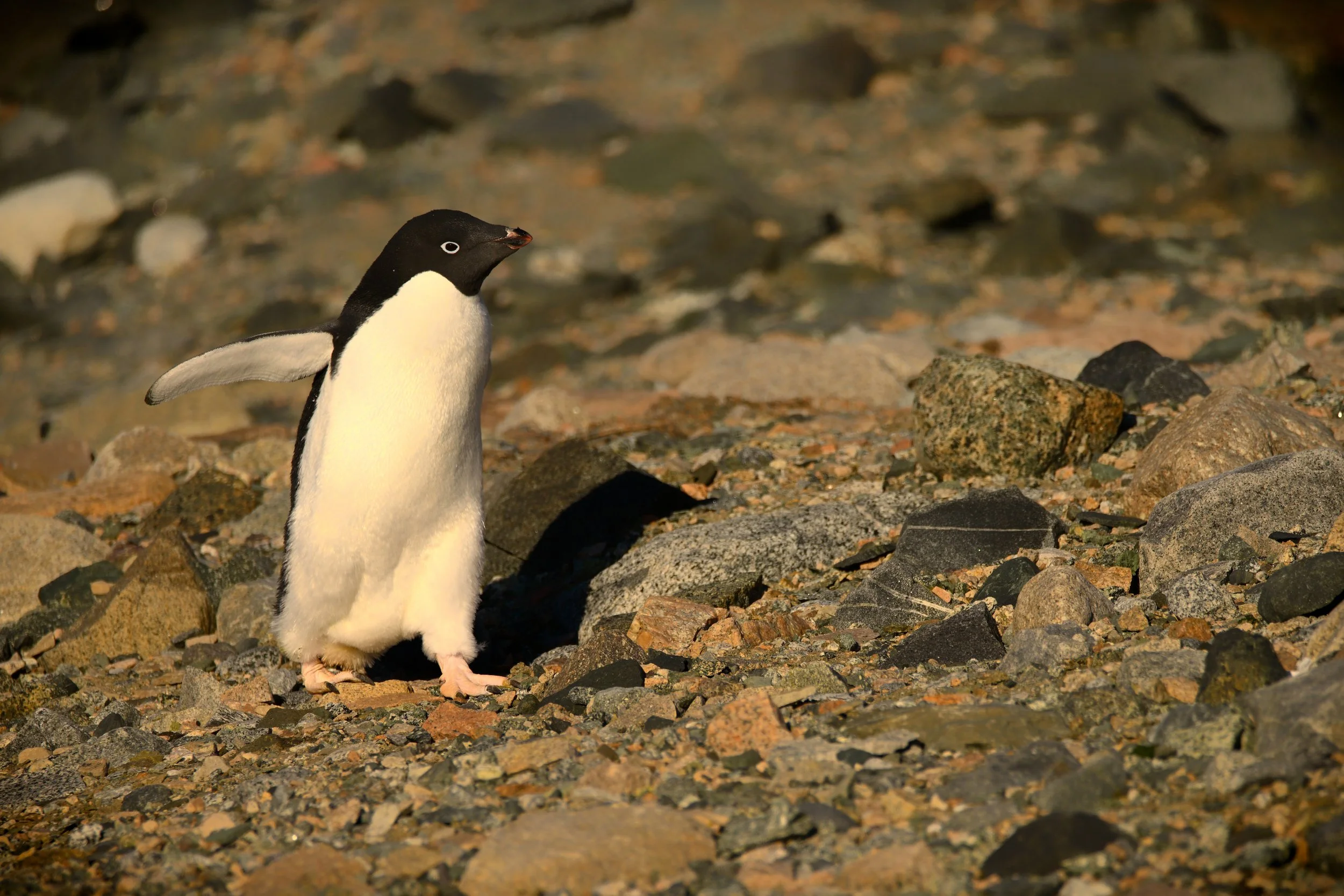 _ANT8744_PS copy.jpg