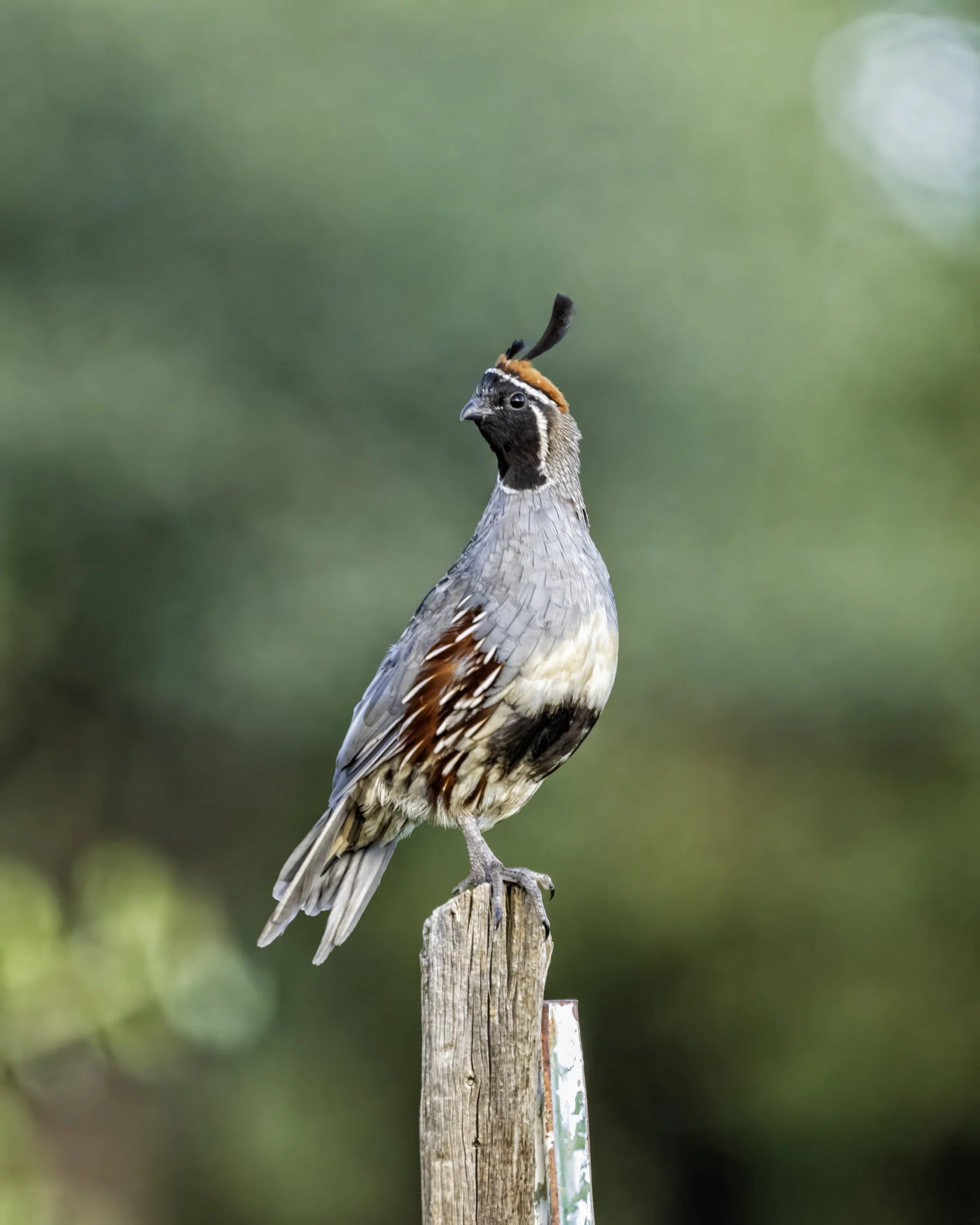 _SKV1271_PS_WiFur_8_11_24-topaz-denoise-sharpen copy.jpeg