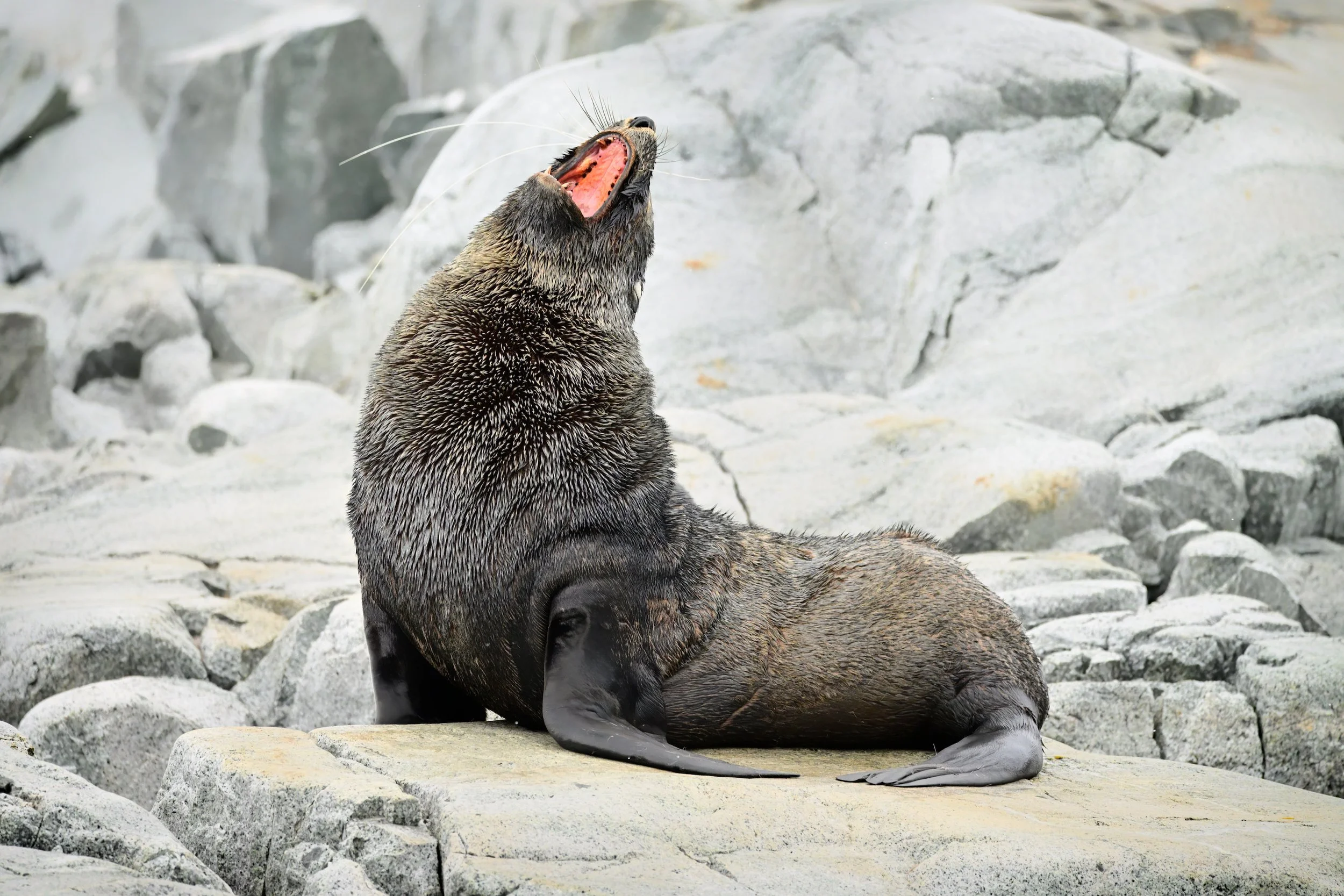 THE YAWN – While traversing the coastline of the Melchior Islands in Dallmann Bay, I happened upon an Antarctic fur seal (Arctocephalus gazelle) perfectly posed on a table-sized rock. After looking directly into my camera, it arched its back and open