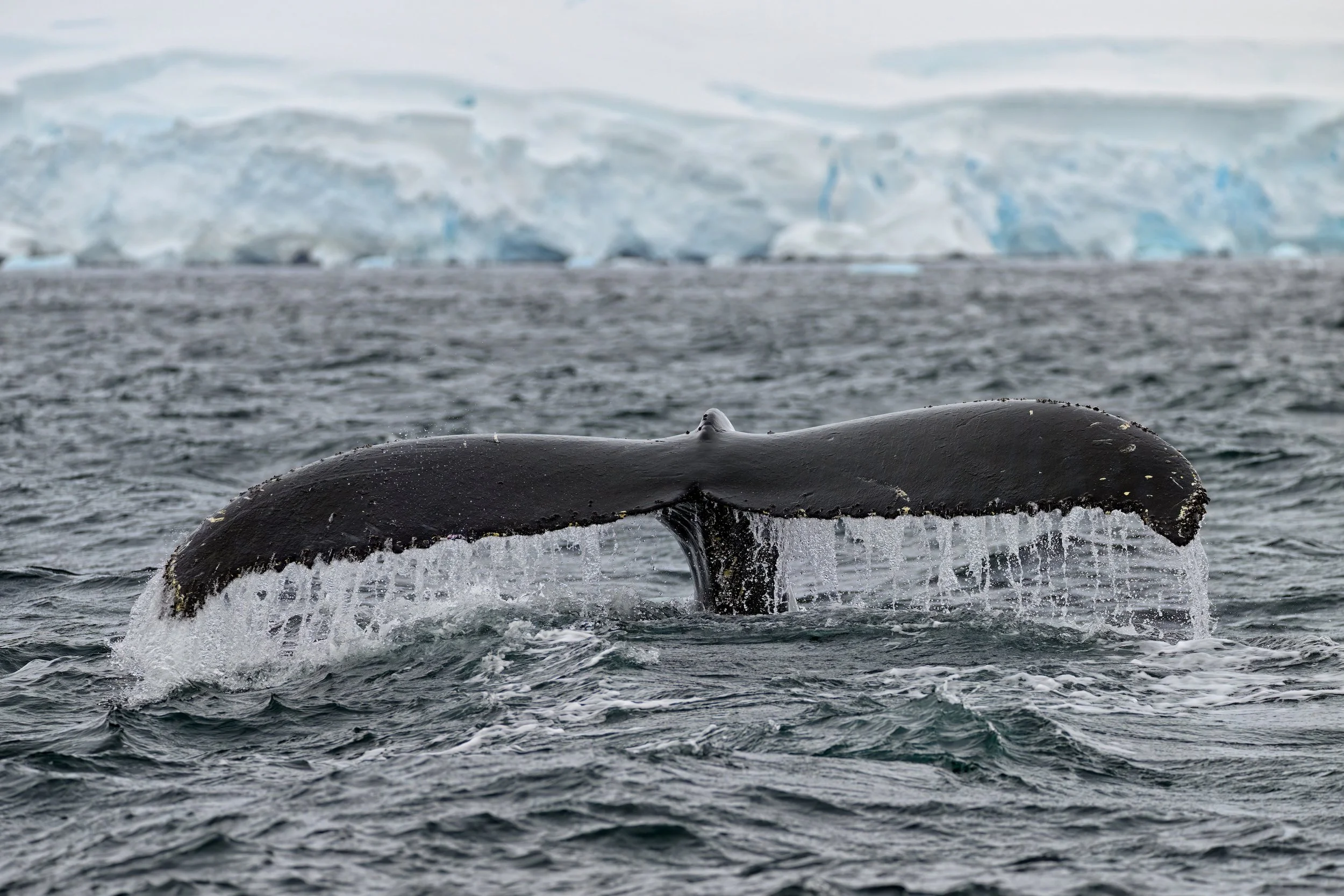 FLUKING IN FOURNIER BAY – A Humpback whale (Megaptera novaeangliae) flukes its tail as it dives deep into cold waters of Fournier Bay. This particular whale was so close to our zodiac that I had to zoom out as wide as I could to ensure I got the enti