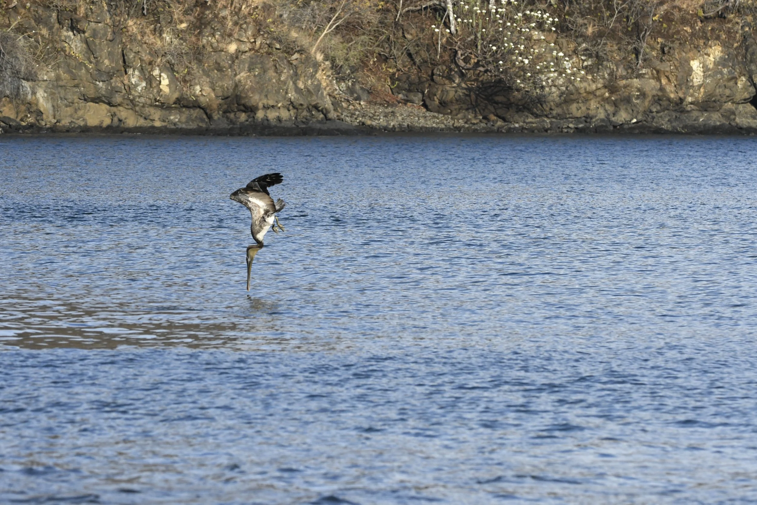 PERFECT ENTRANCE – One of the most fascinating parts of my trips to Costa Rica was watching the Brown pelicans dive along Playa Hermosa.