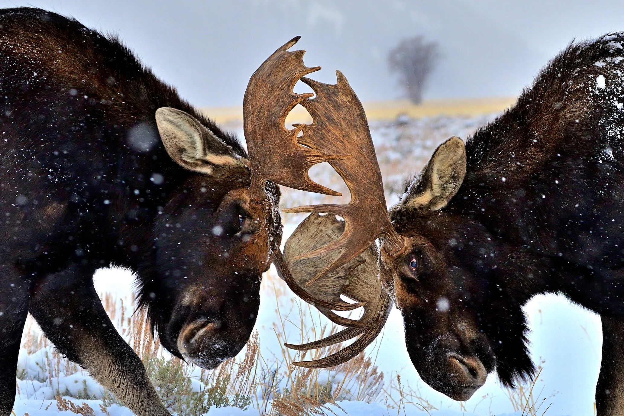 MOOSE DUEL – (Int'l Photography Awards Official Selection) Two bachelor moose spar at sunrise as the first snows of December descend on Grand Teton National Park, Wyoming. I was encircled by six moose and only a few feet from these fighting males whe