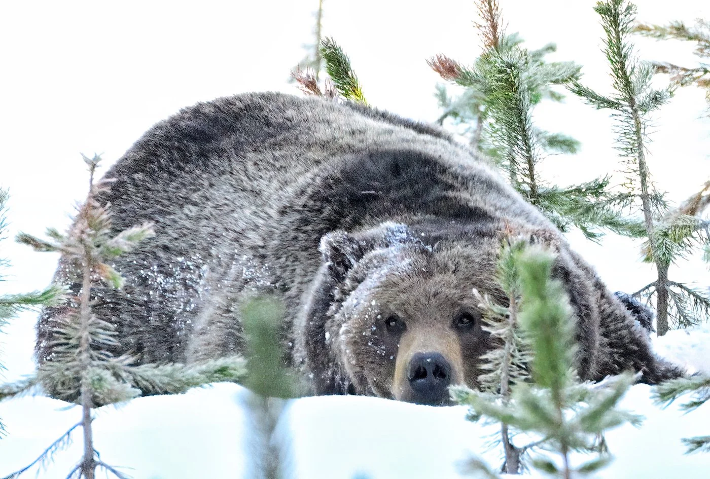 SNOW BEAR – During a late Spring snowstorm in Yellowstone National Park, I tracked this Grizzly for twenty minutes till it decided to plop down in the snow and stare back at me.