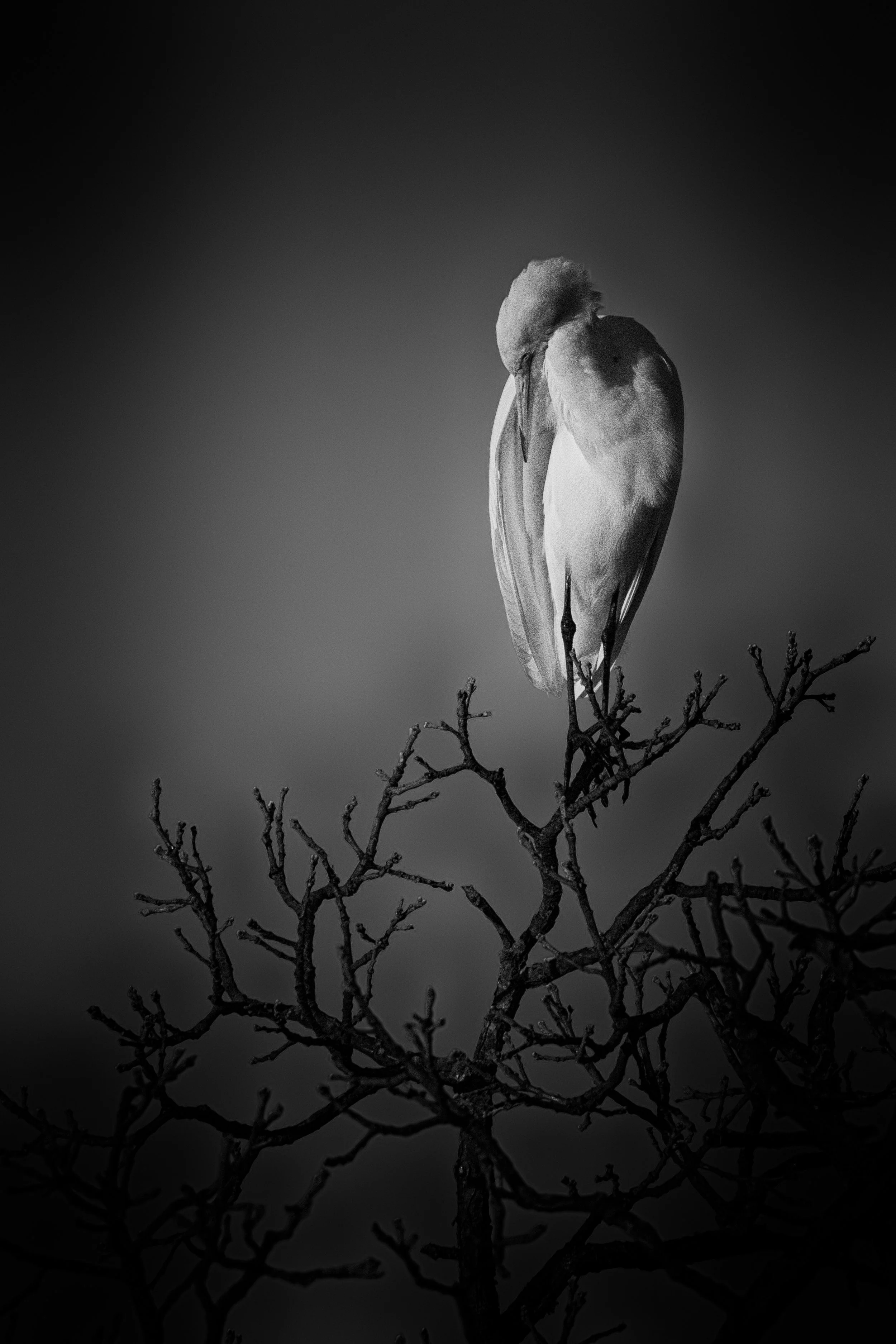 THE POSE - White Egret poses at the tiptop of a tree.