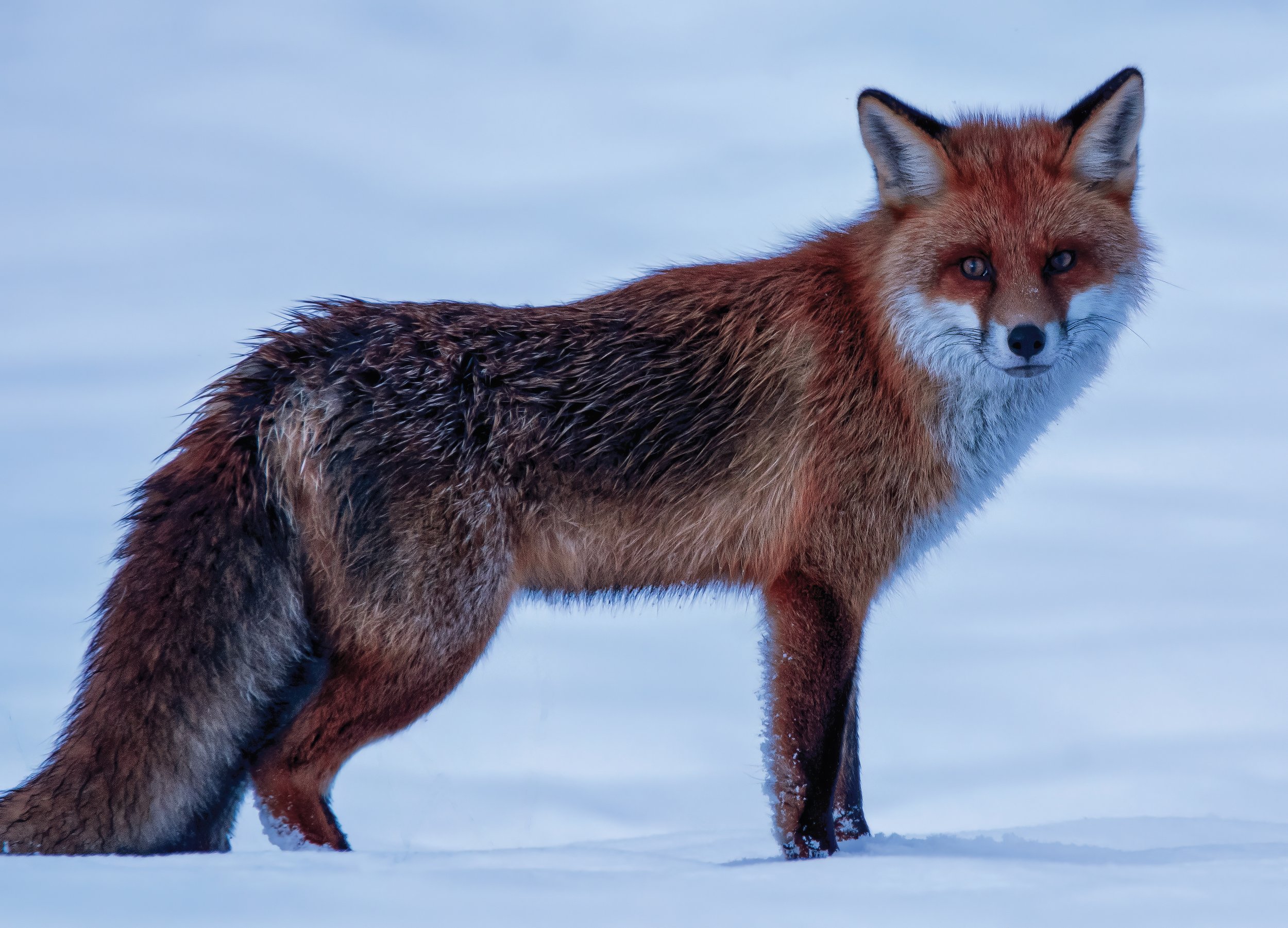 RED FOX IN THE SNOW – While location scouting in the mountains a couple hours outside of Prague, I discovered this beautiful Red fox in a snow field. He stared at me for a few seconds before bolting into the forest.