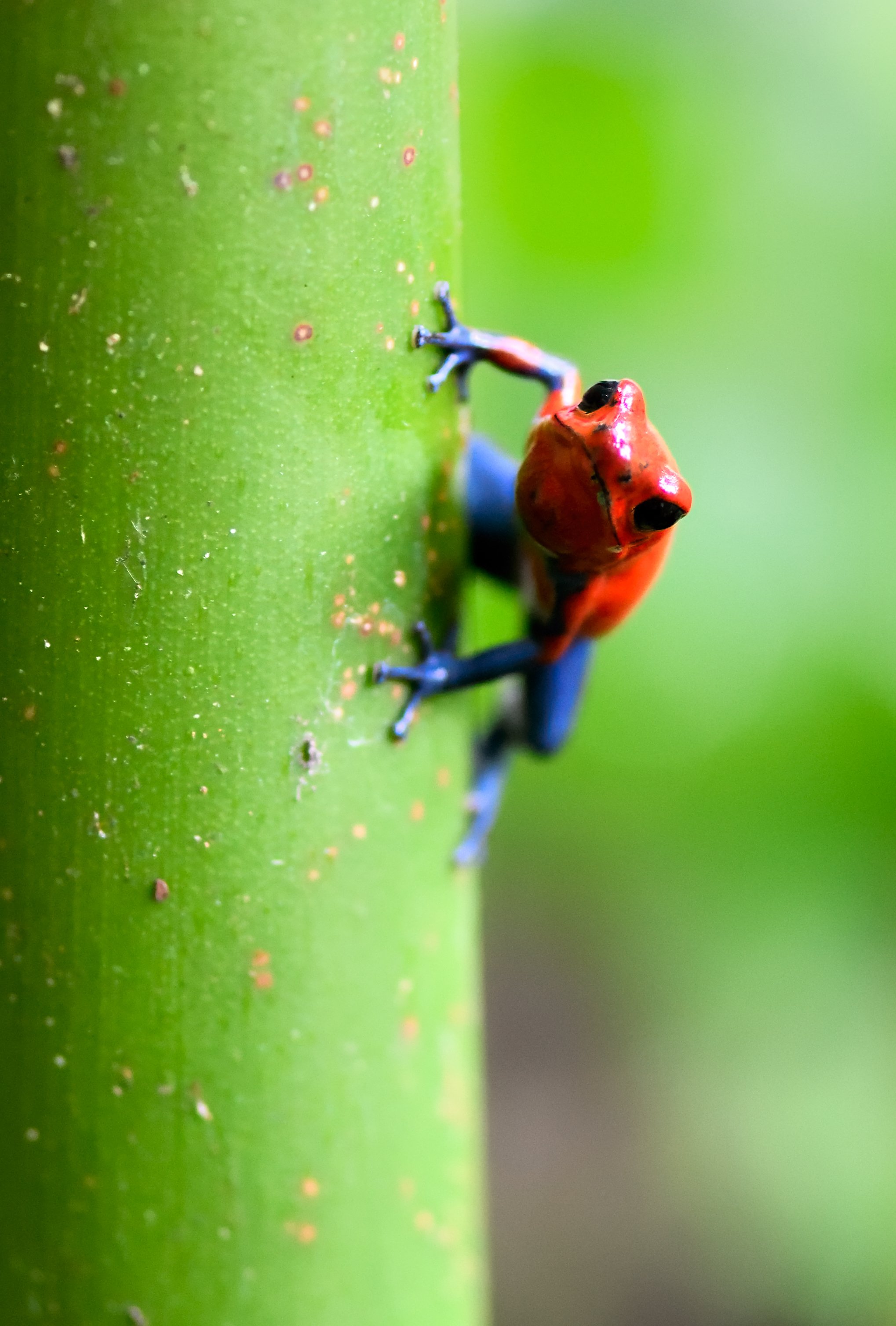 BLUE JEAN FROG – Smaller than my thumb, this Strawberry poison dart frog (aka Blue jean frog) poses like Spider Man.