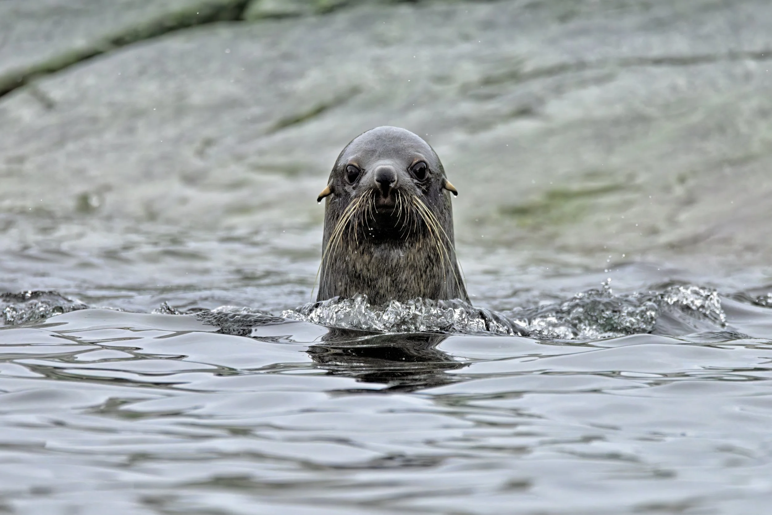 PEEK-A-BOO – While tracking a couple of fur seals playing in the shallow waters along the rocky Melchior Islands coast, this one popped up and looked directly at me for a split second and I was able to capture our eye-to-eye moment before it dove ben