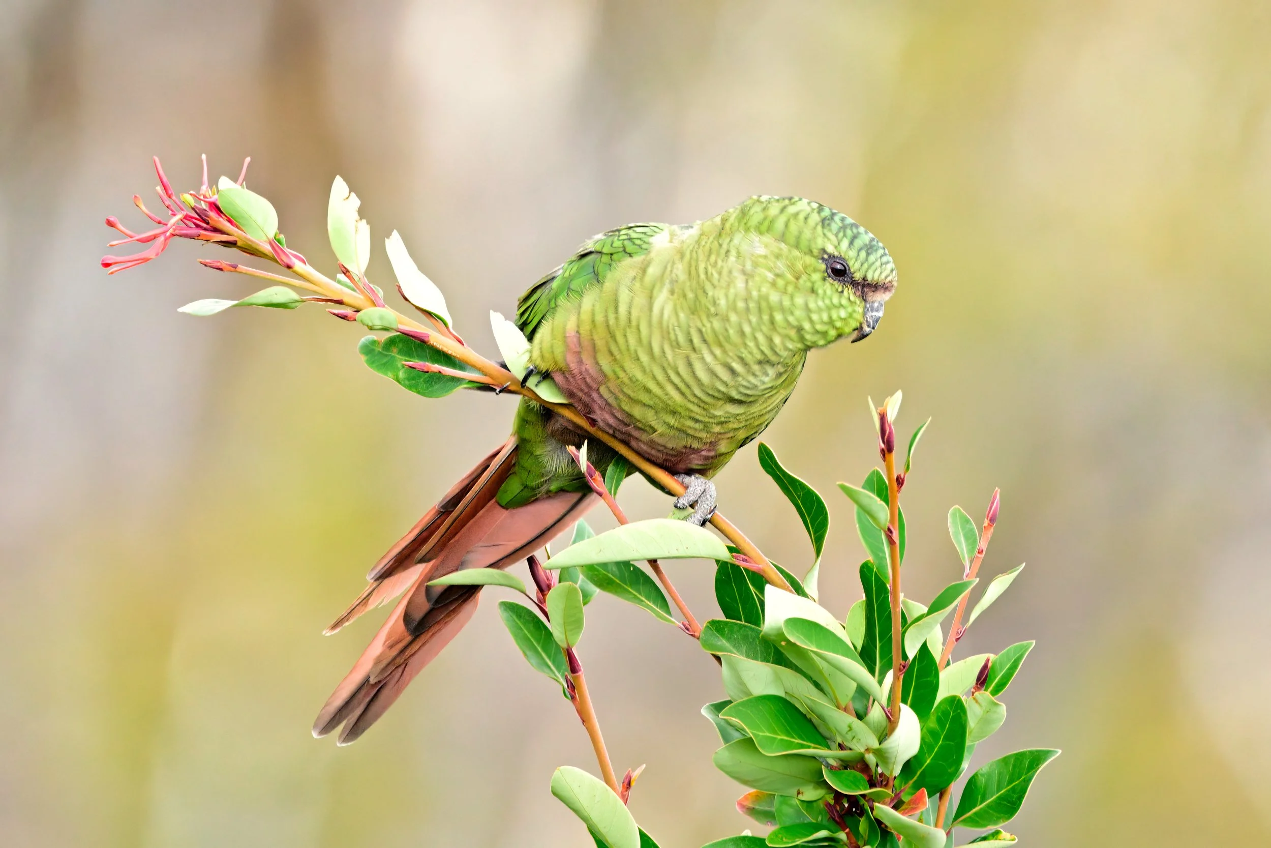 AUSTRAL PARAKEET – In the forested hillsides above the Perito Moreno glacier, Austral parakeets (Enicognathus ferrugineus) patrol the conifers like gangs. Dodging and blending amidst the foliage, I was fortunate to spot and photograph this exotic bir