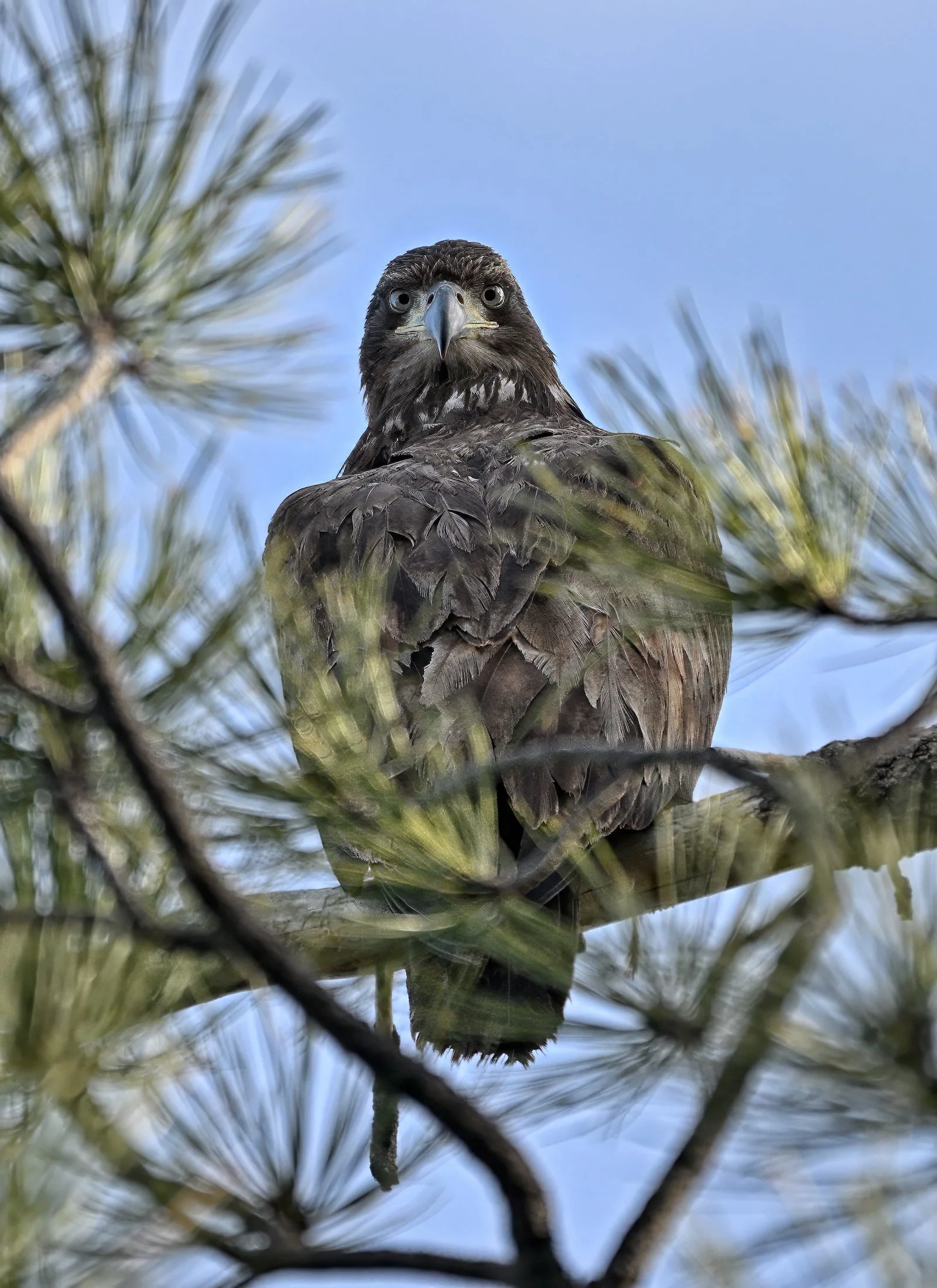 EAGLE EYE – While circumnavigating Upper Goldwater Lake, I spotted a juvenile Bald eagle in a tree along the bank. I keenly positioned myself a large boulder hoping to remain inconspicuous. As I zoomed in for my photo, he gave me the old "Eagle Eye" 
