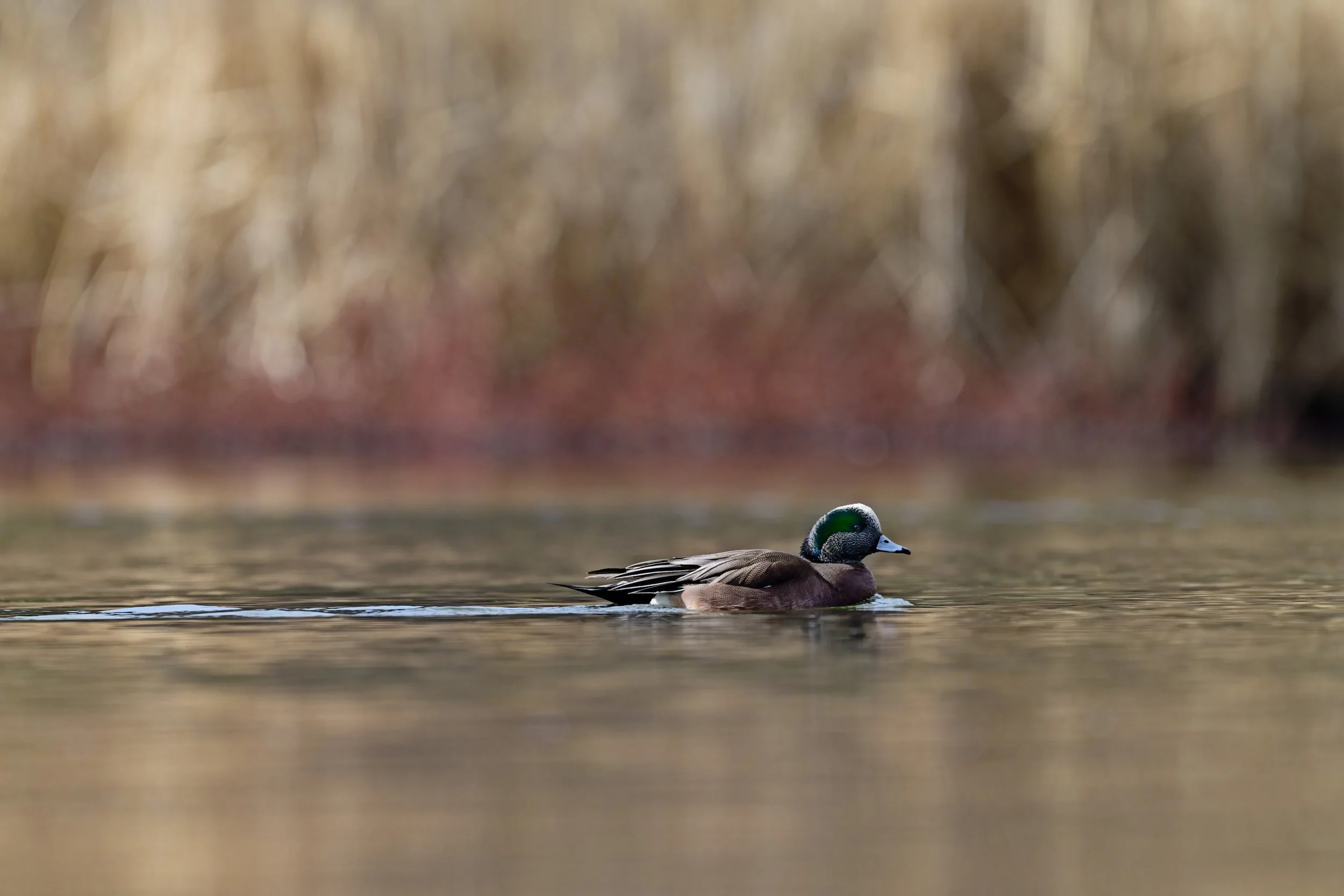 _PSC7419-topaz-denoise_PS_CPWG copy.jpg