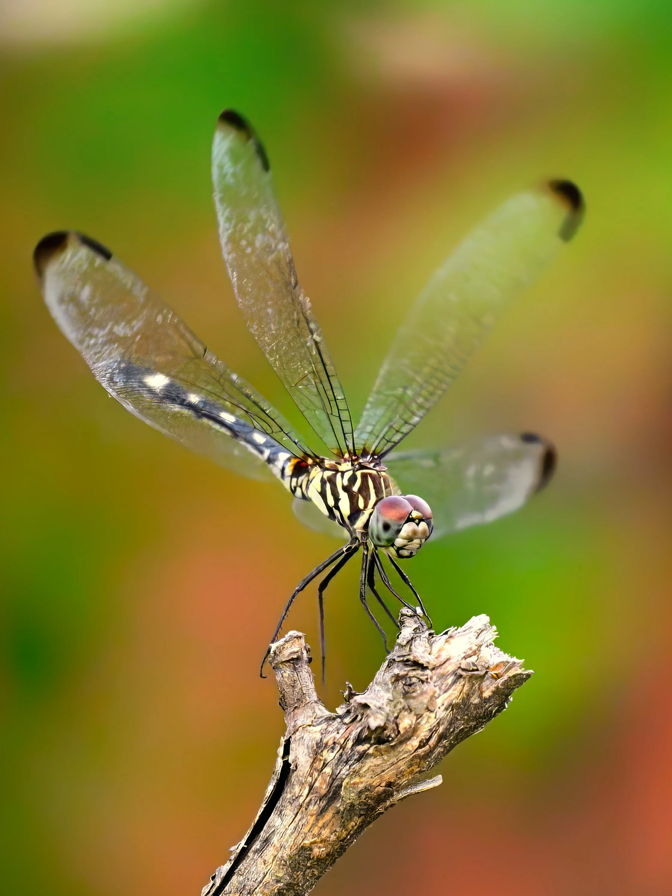 DYTHEMIS VELOX – A dragonfly pauses momentarily in the 103-degree heat.