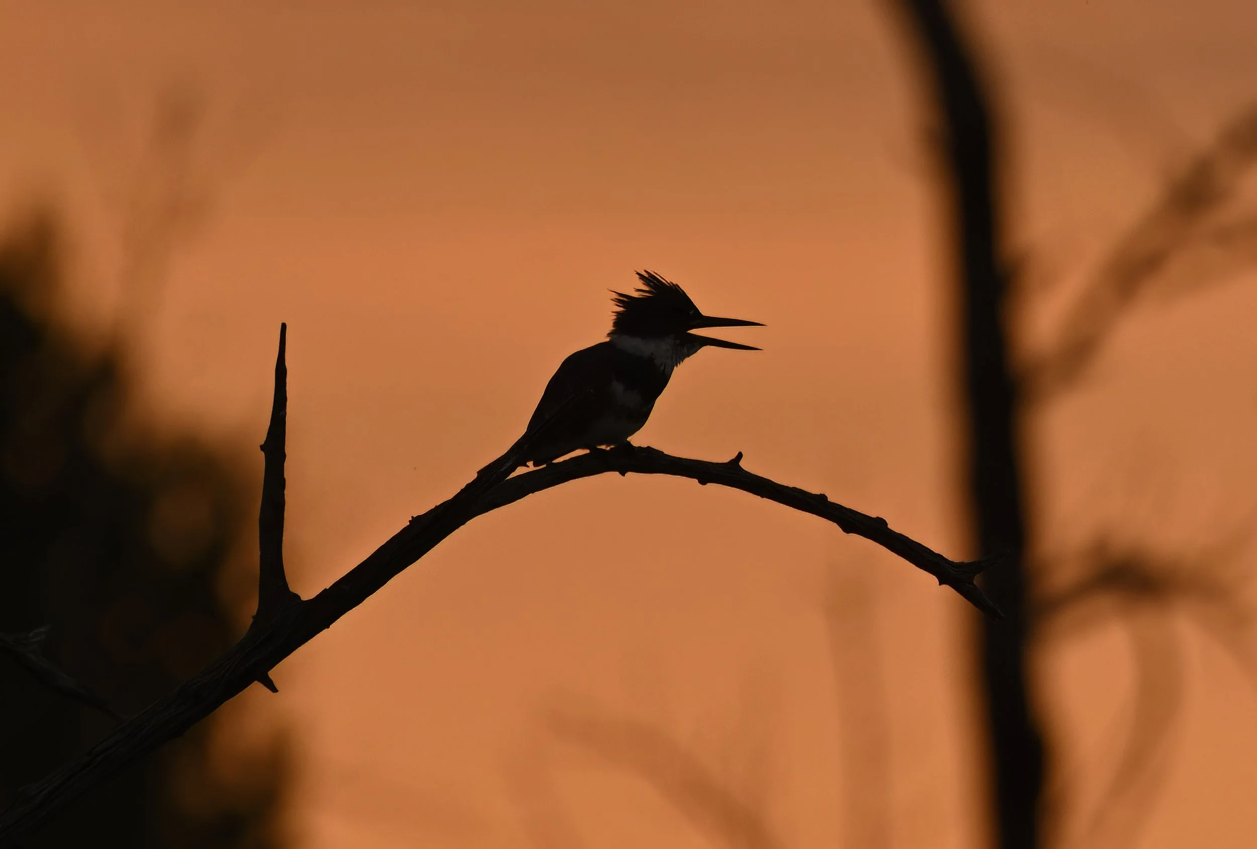 BELTED KINGFISHER AT SUNRISE – In the faint light before sunrise at Deaver Pond in Hagerman National Wildlife Refuge, I heard the familiar high-pitched stuttering call of a kingfisher. He lit on this dead tree in the middle of the pond as the Texas s