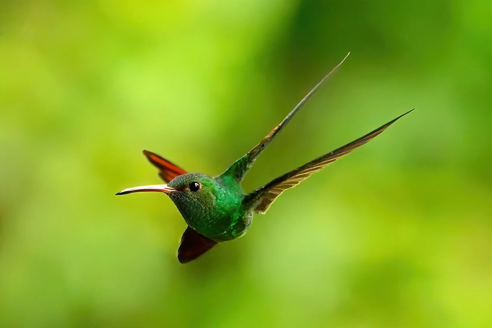 ANGLE OF FLIGHT - (Bird Photographer of the Year Finalist) Rufous-tailed hummingbirds beat their wings between 50-60 times per second. I captured this acrobatic flyer at 1/3200 of second outside my lodge in Tranquilo Bay, Panama.