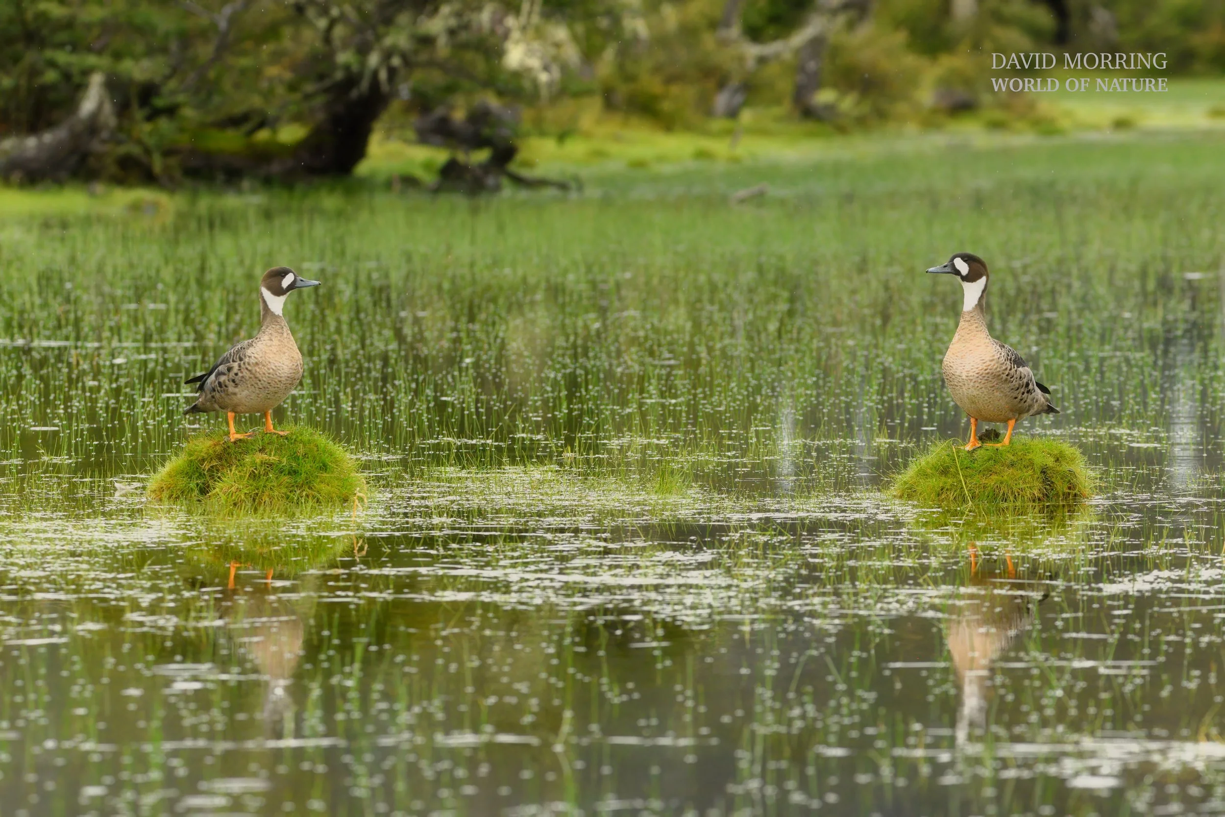 THE STAND OFF – Along a swampy inlet along the Serrano River, I noticed two Spectacled Ducks facing off on two small tufts of grass creating an almost perfect mirrored image of each other.