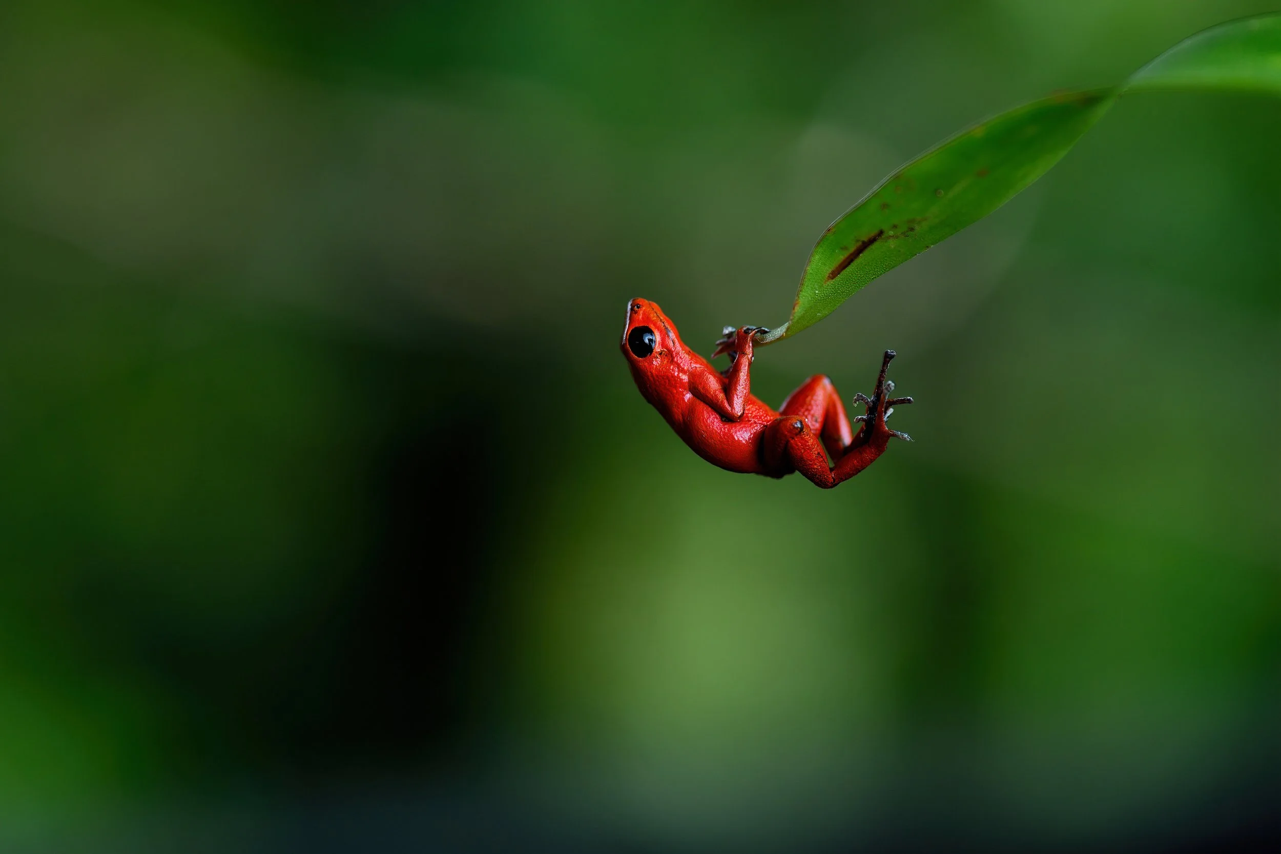 HANG IN THERE – (National Wildlife Federation Finalist & Int'l Photography Awards Winner) A symbol of the precarious position of today's wildlife in rainforests around the world, this Strawberry poison-dart frog clings to a Bromeliad leaf on Bastimen