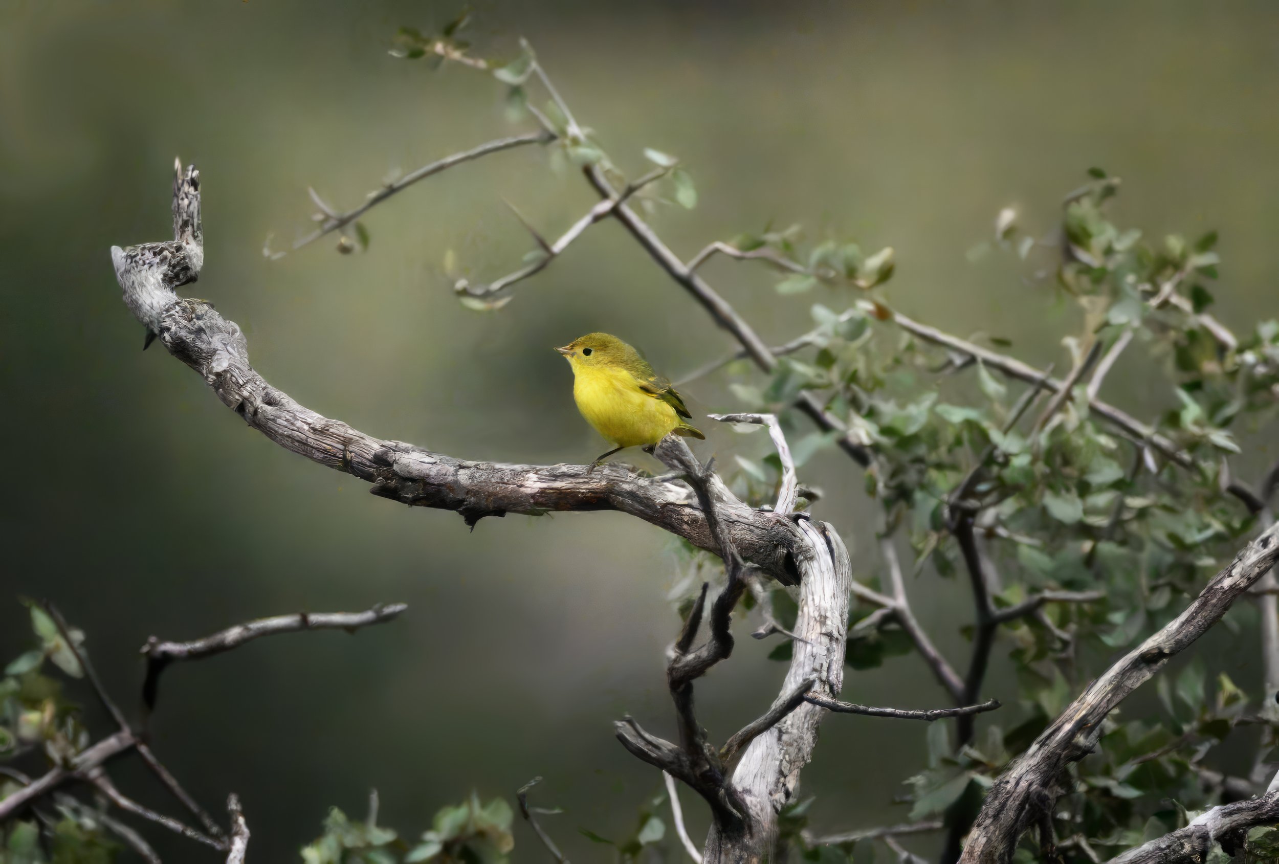 WARBLER WONDER – Branches and leaves provide beautiful framing and composition of this Yellow warbler.