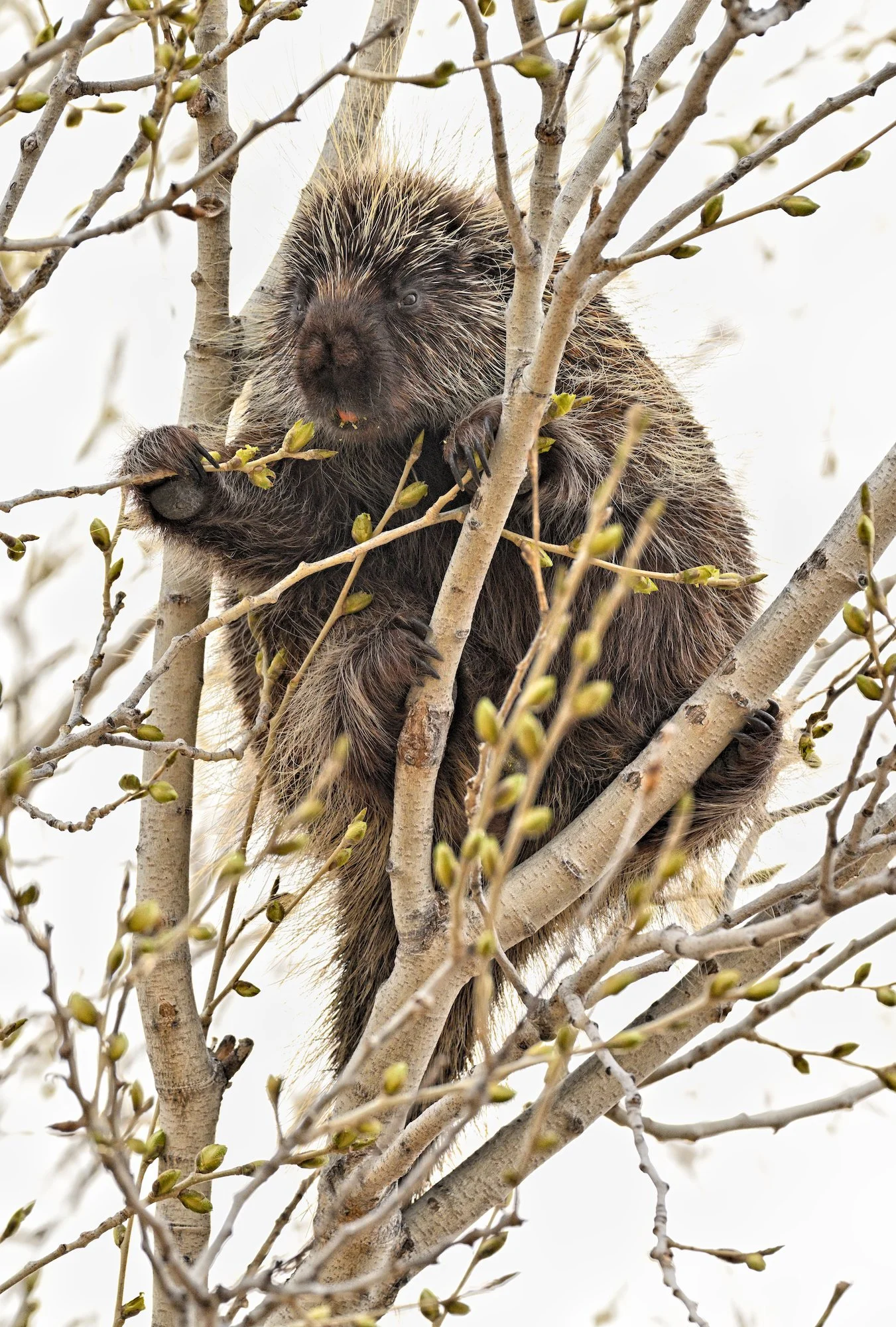 THIS BUD'S FOR YOU – While hiking out to Willow Lake to photograph waterfowl, I noticed a large creature in a tree. Upon closer inspection, I realized it was a porcupine. Unaware that porcupines could climb, I was fascinated by it's agility in the li