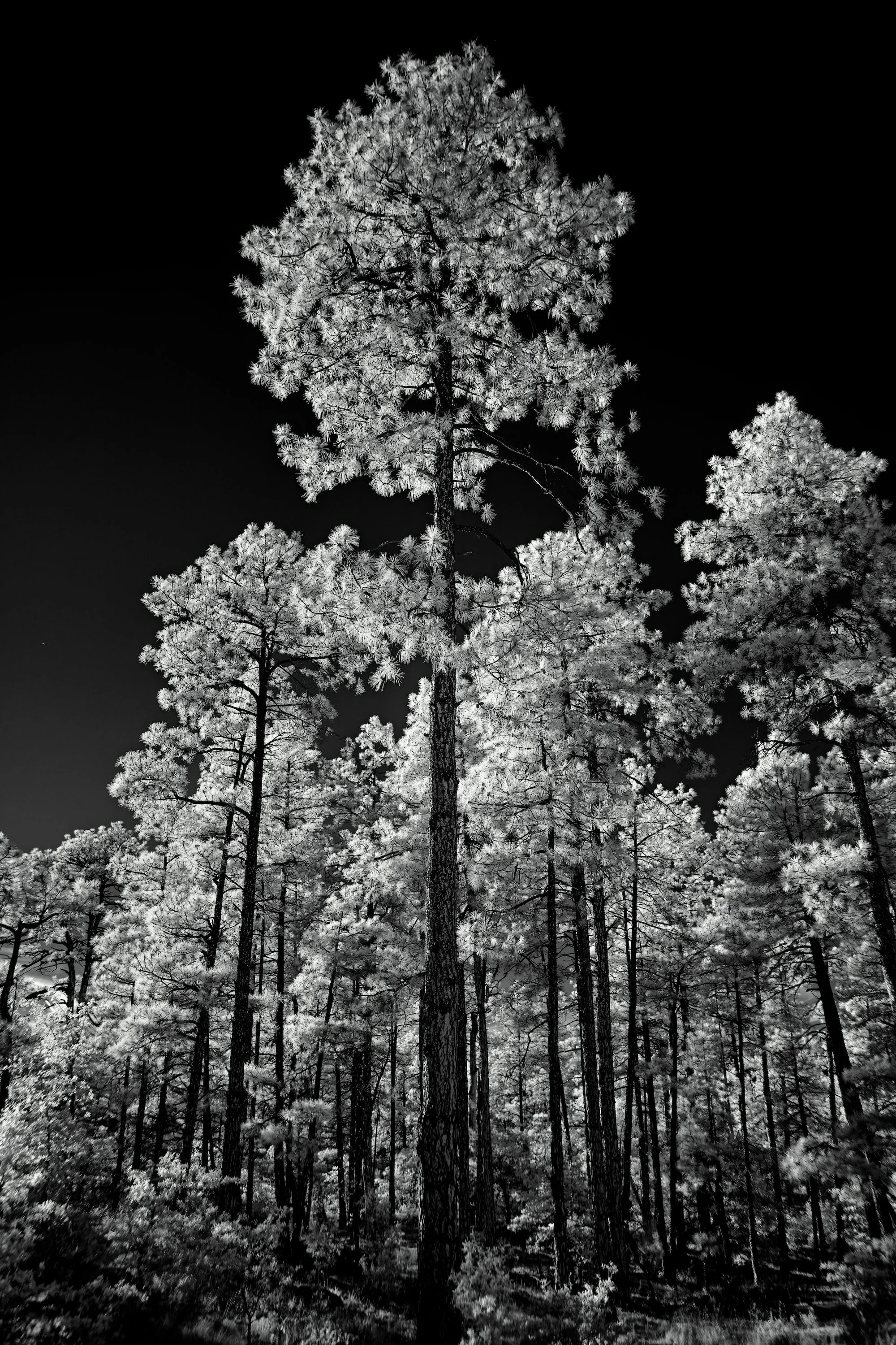 KING OF THE PINES – A Lodgepole pine asserts itself in the Prescott National Forest.