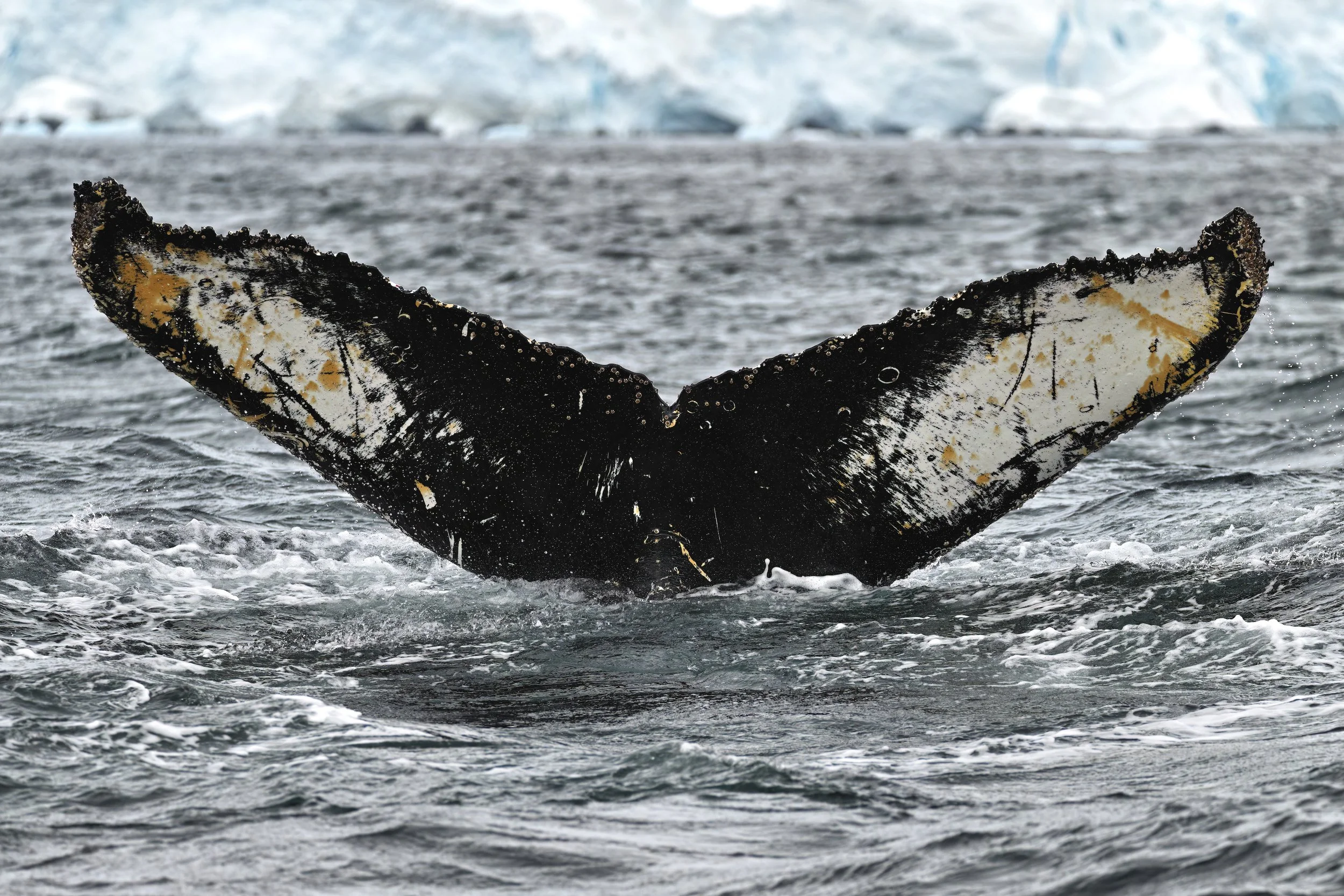 ONE OF A KIND – The markings on the underside of the fluke are to whales what fingerprints are to humans. No two flukes are alike and this allows marine biologists to identify and track whales as they migrate up to 5,000 miles in a year. I captured t