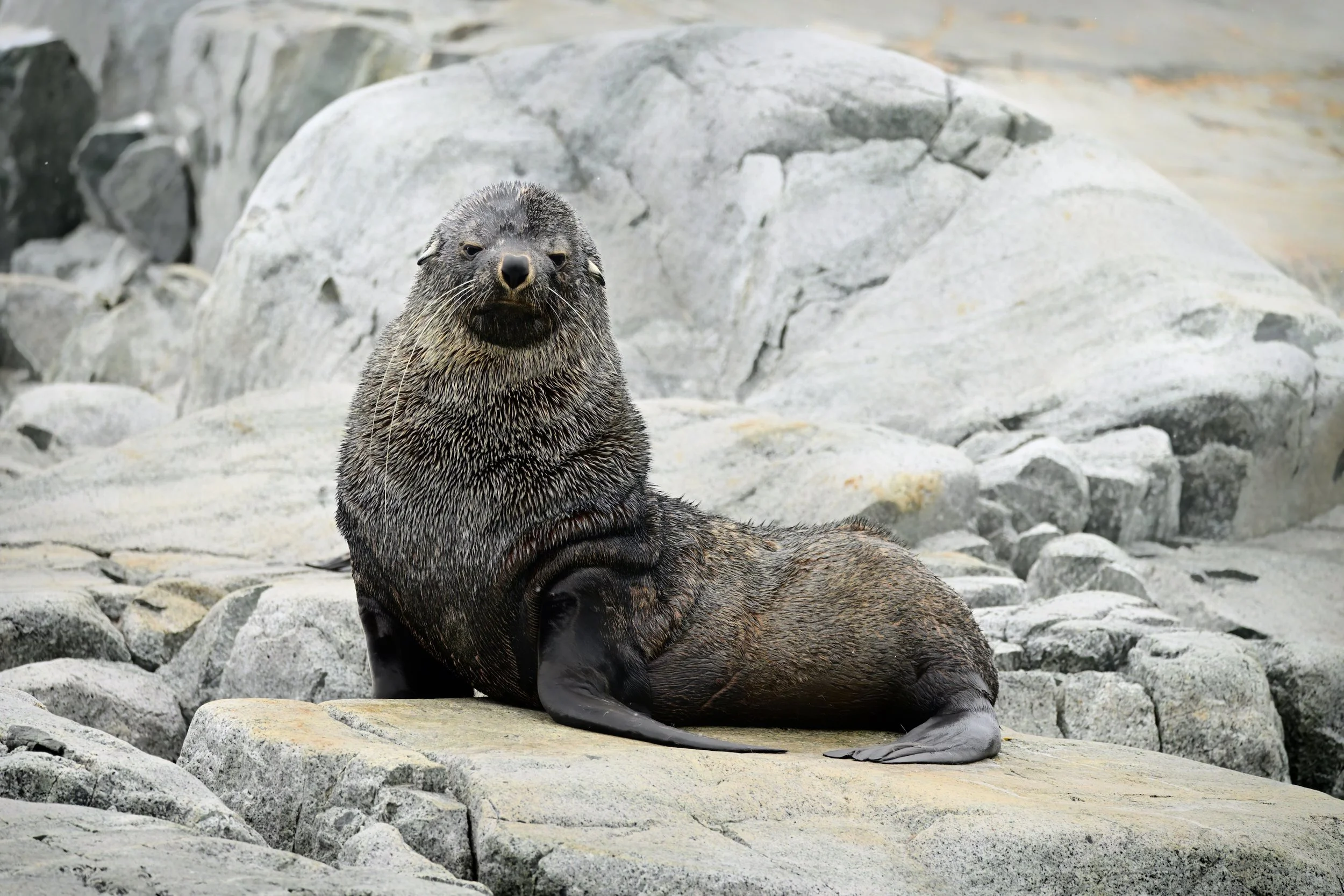 WHISKERS – Unfazed by our presence, this Fur seal (Arctocephalus gazelle) peered at us listlessly as we floated by in our Zodiac raft. Fur seals, with their external ears and ability to walk on all fours, are related more closely to sea lions than se