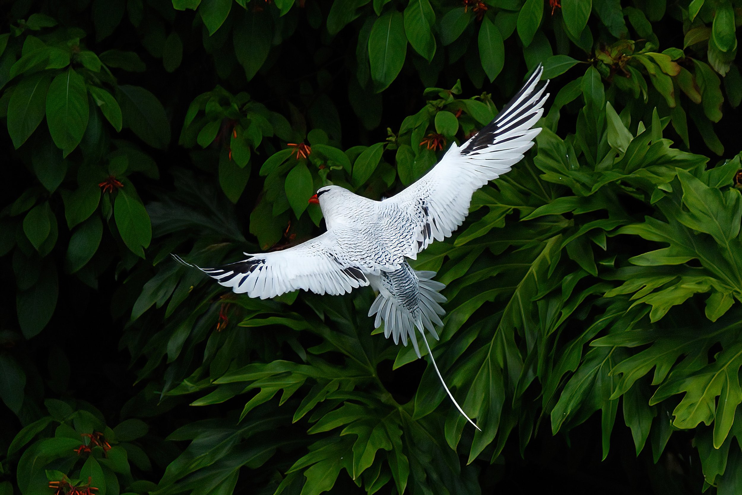 TROPICBIRD FANCY – (Int'l Photography Awards Official Selection) Red-billed tropicbirds fly directly towards the precipices of Bird Island then expand their feathers like a parachute to halt abruptly before crashing into the walls.