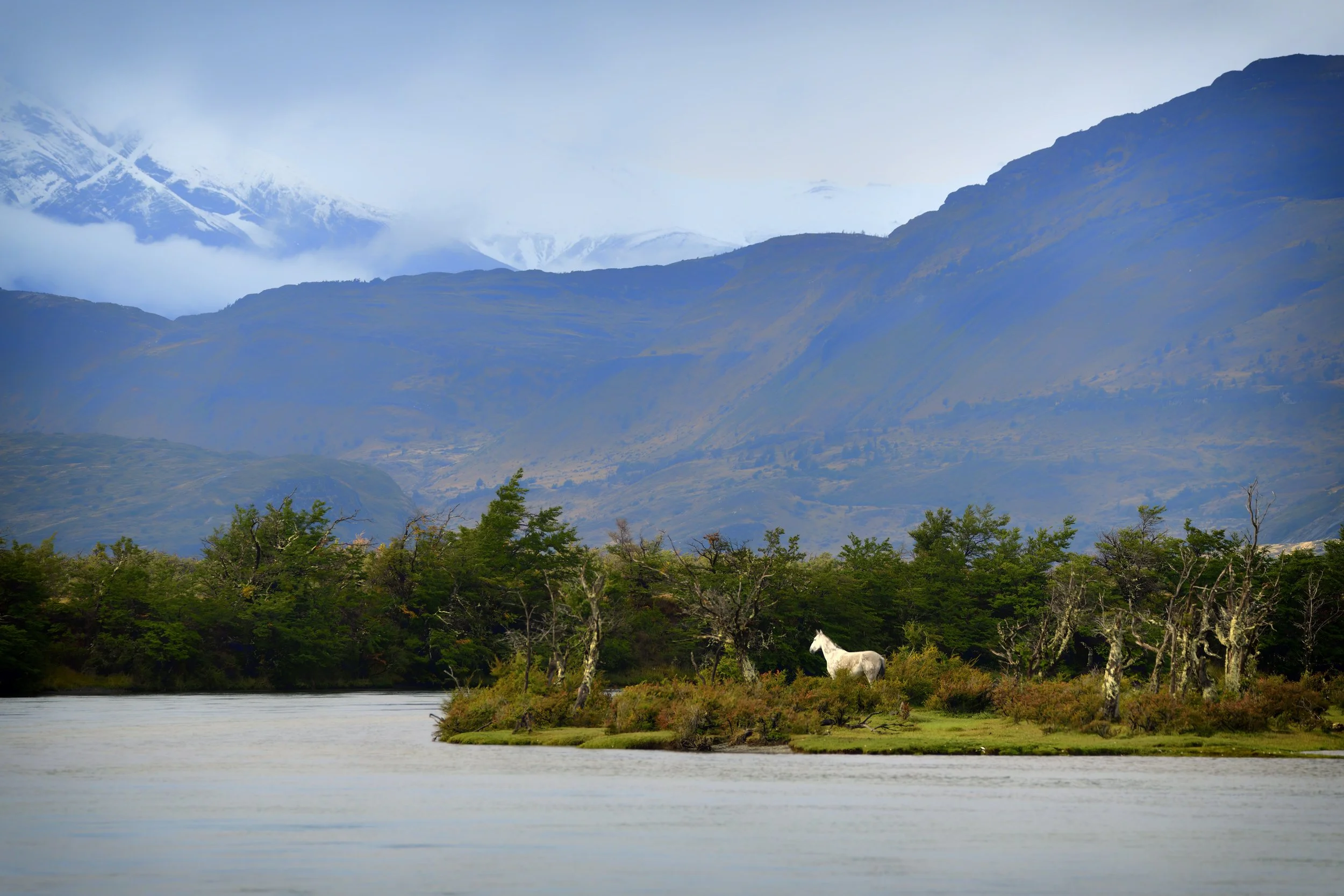 EL CORRALERO BLANCO – A white Chilean Criollo horse miraculously appeared along the Serrano River as I was photographing in Torres del Paine, Chile.  
