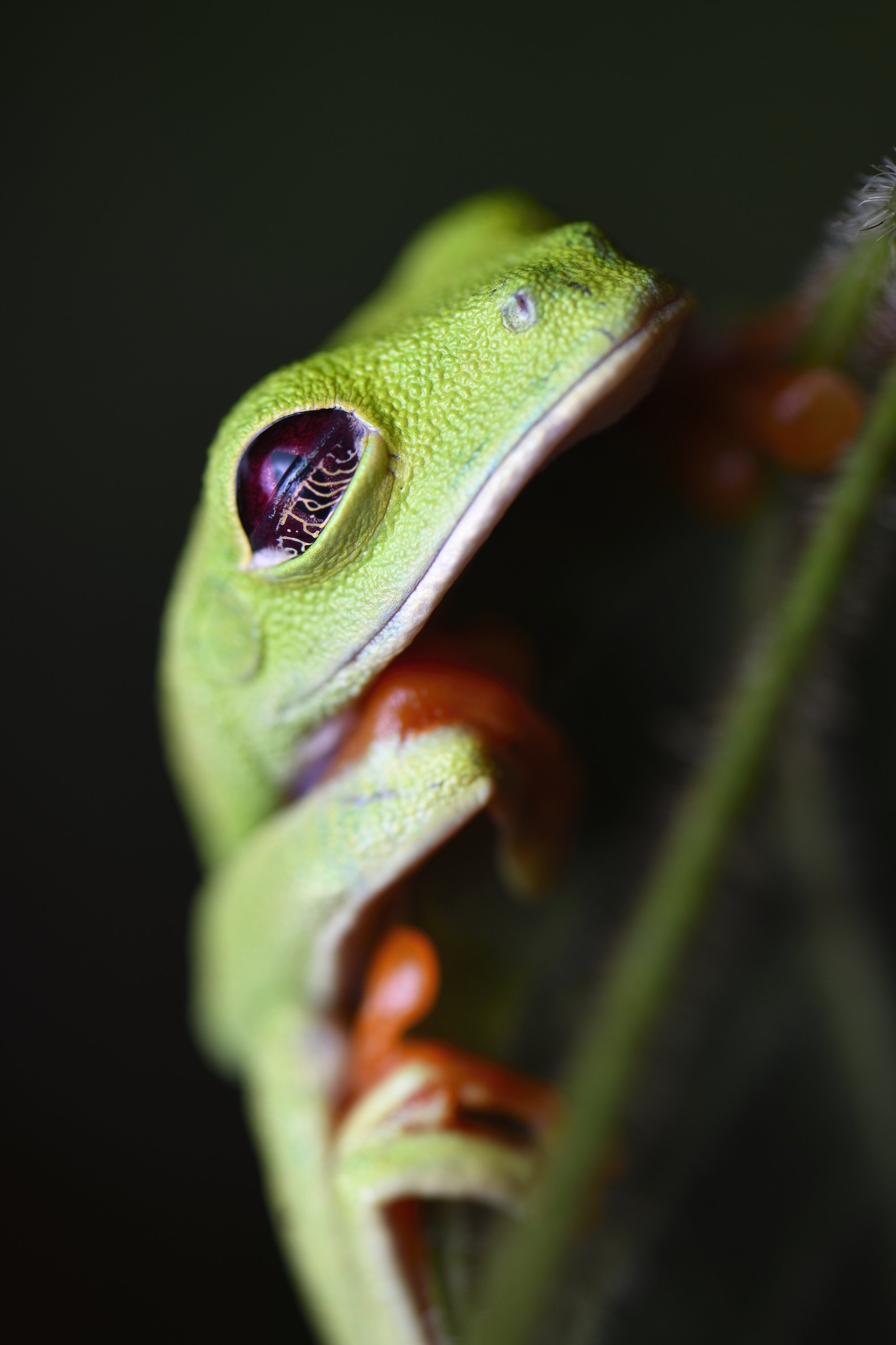Red-Eyed Tree Frog Let Sleeping Frogs Lie_PAN3404 copy.jpg