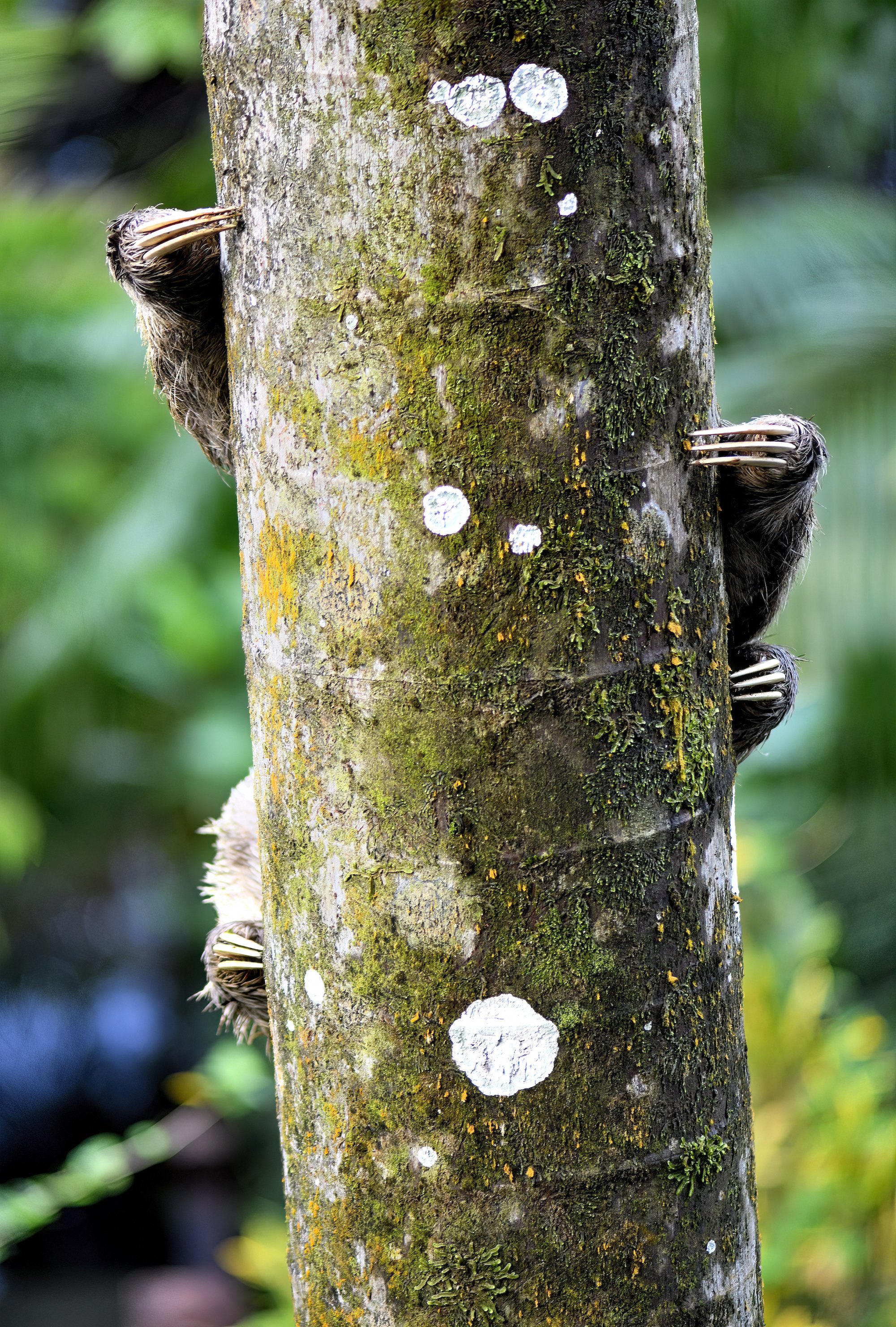 Twelve Toes_PAN3794 copy.jpg