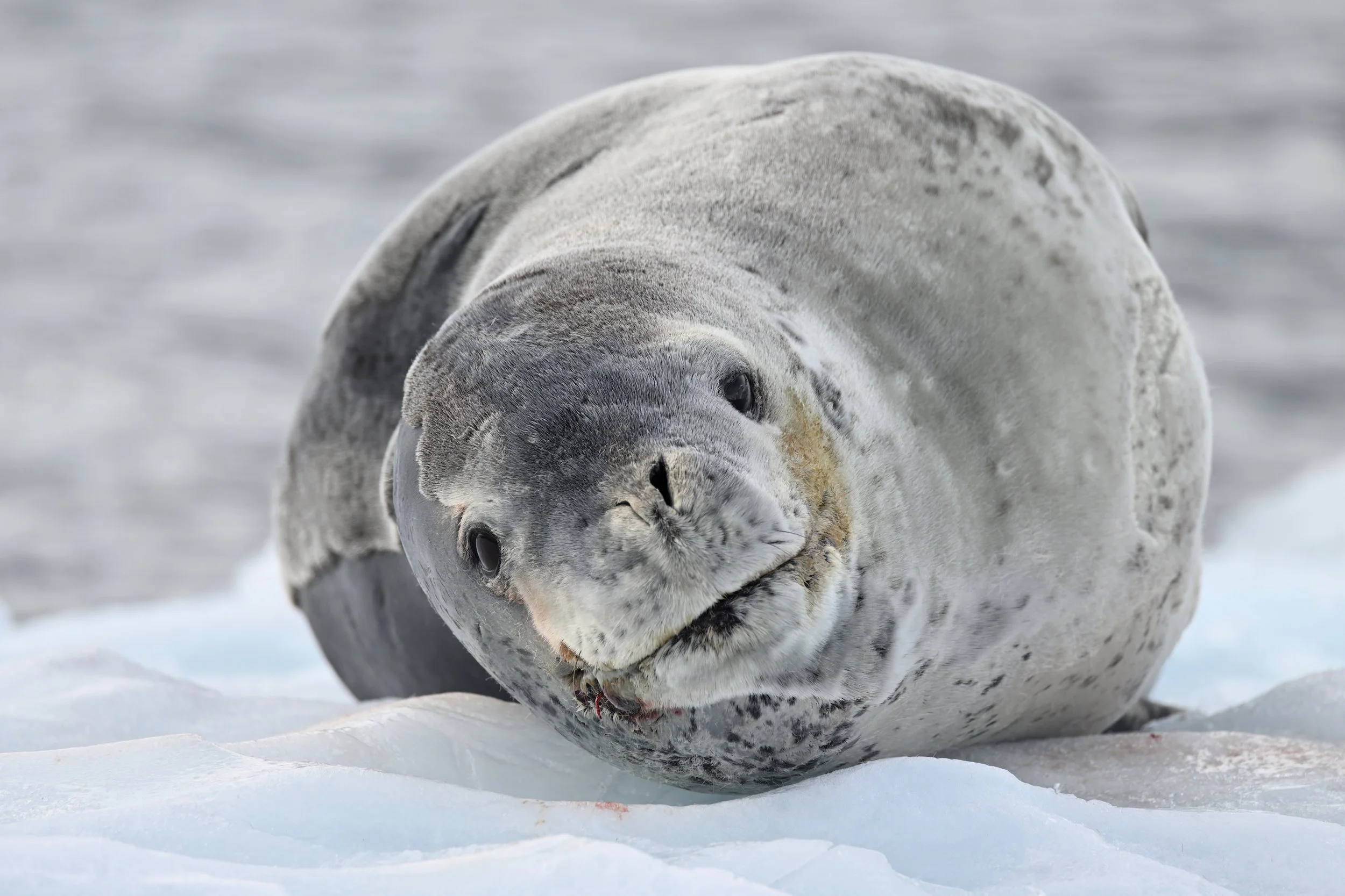 LEOPARD SEAL ON ICE – Don't be fooled by the sly grin. These are some of the most vicious carnivores in the sea.