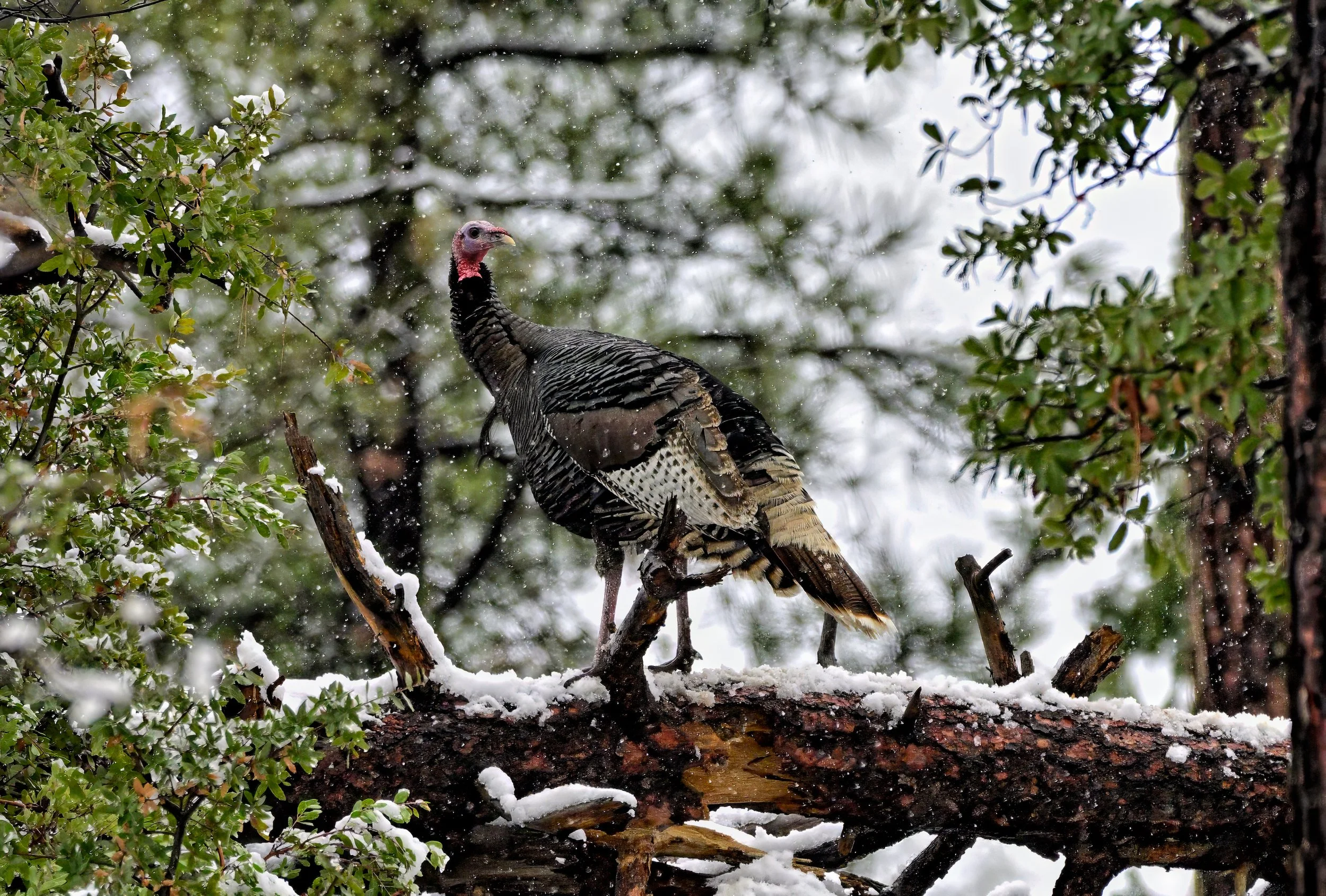 GOBBLER IN THE SNOW – While driving the backroads during a heavy winter snowstorm, a wild turkey caught my eye on the side of the road. I pulled to the side and captured this gobbler posing on a downed pine tree amidst the heavy falling snowflakes.