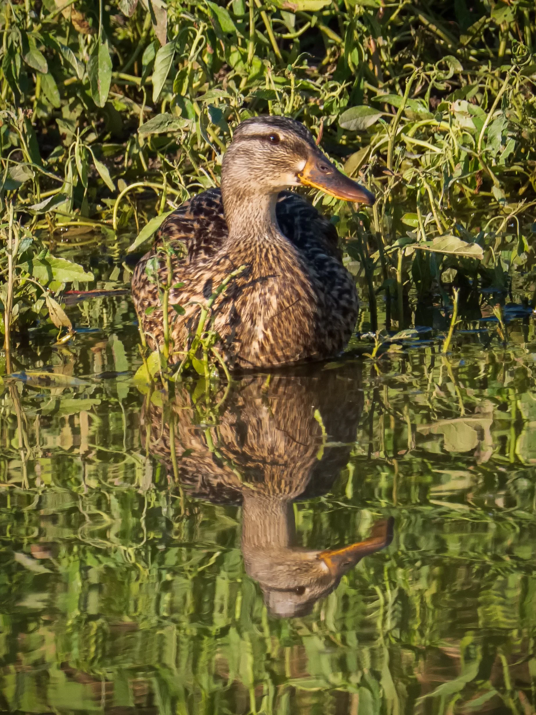 REFLECTING ON DUCKS II – A female mallard poses on the edge of a small pond.