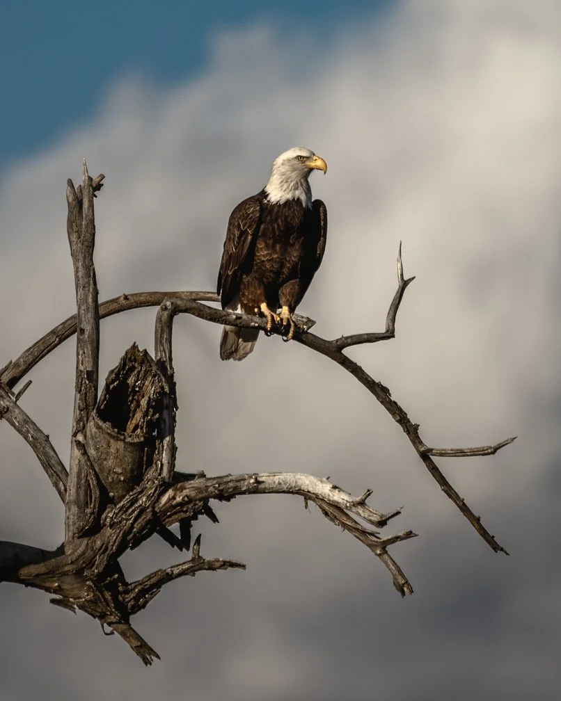 #33 - American Sentinel_ web and email 72ppi.jpg
