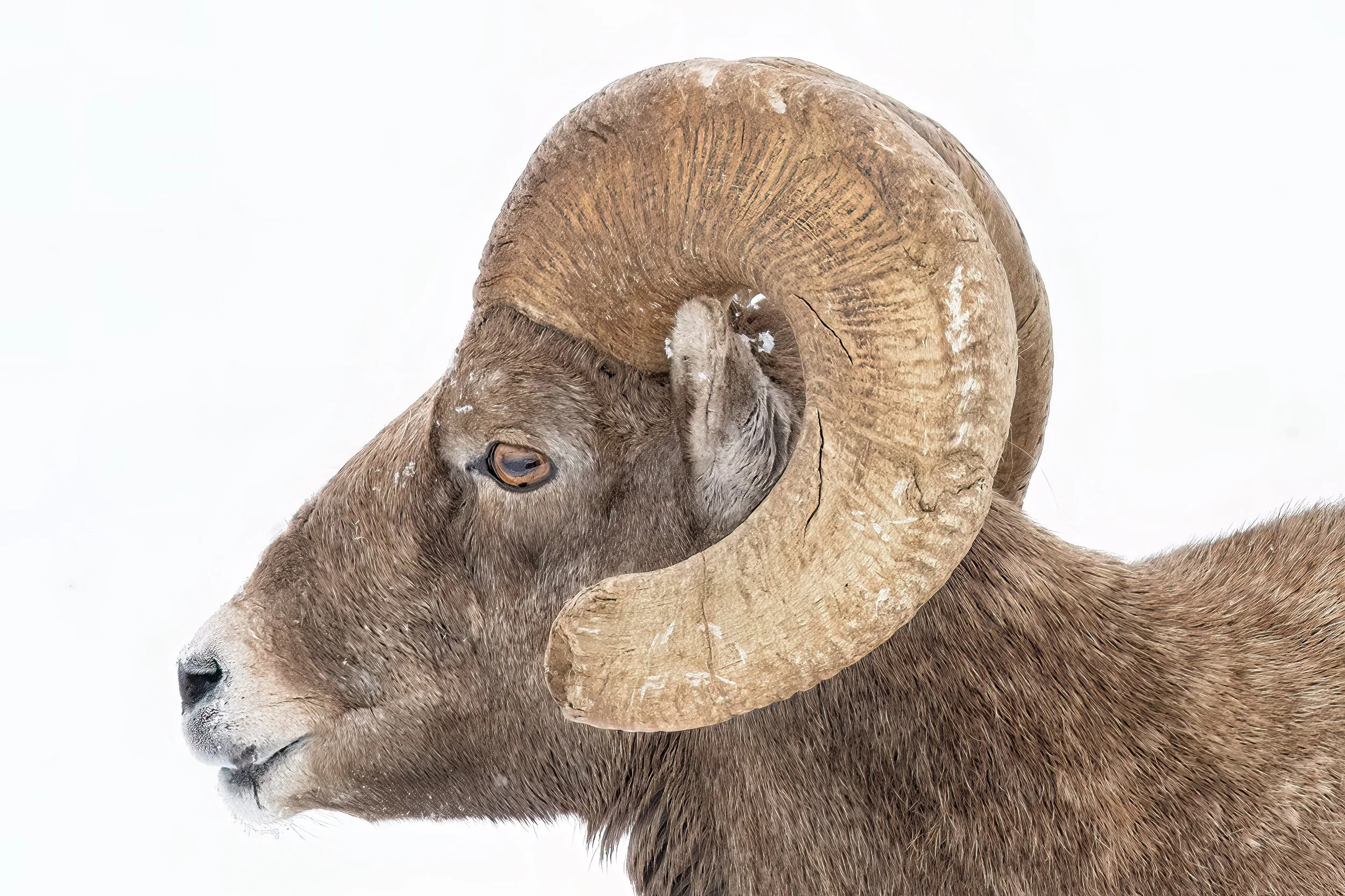 BIG HORN RAM IN PROFILE – Big horn sheep outside Jackson Hole, Wyoming.
