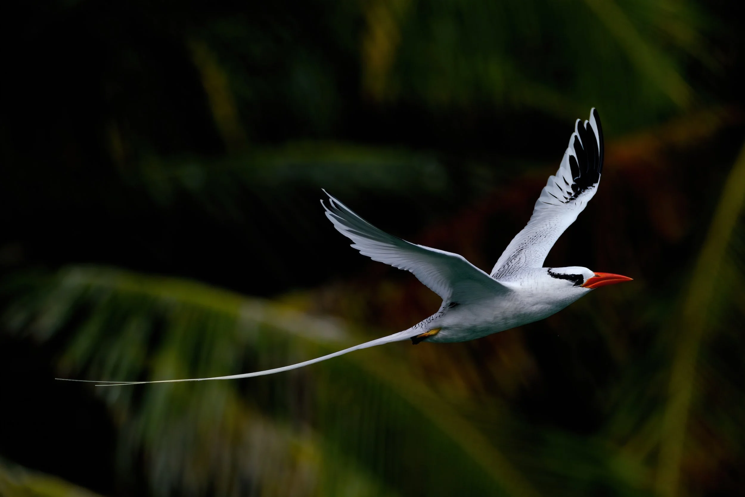 RED-BILLED TROPICBIRD – (Int'l Photography Awards Official Selection) A Red-billed tropicbird flies amidst the lush, dark foliage of Bird Island, Panama. It was extremely challenging to capture these elegant birds in flight while being bounced in sma
