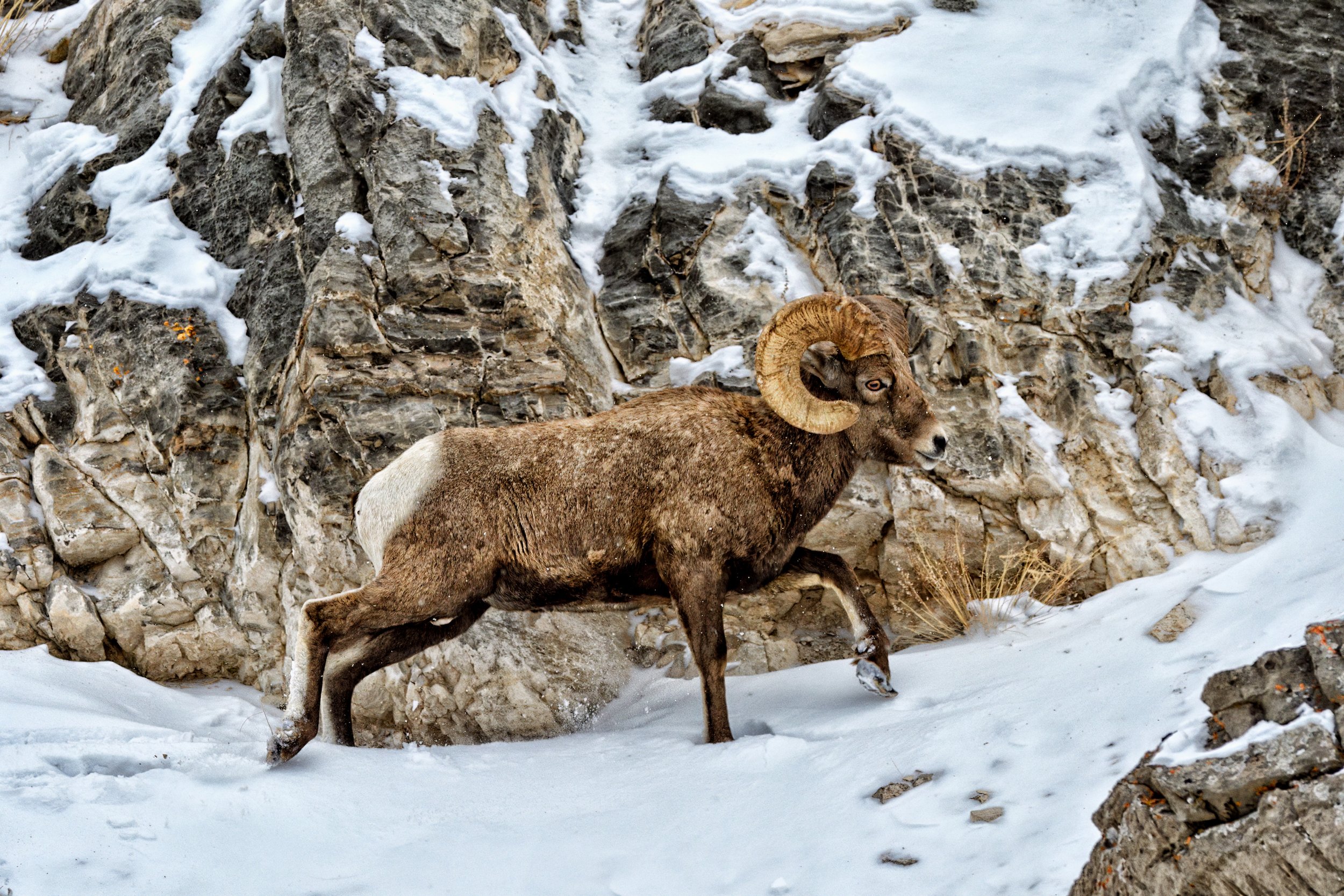 BIGHORN BY THE ROCKS – A Bighorn sheep struts by a cliff along Millers Butte in the National Elk Refuge, Jackson, Wyoming.