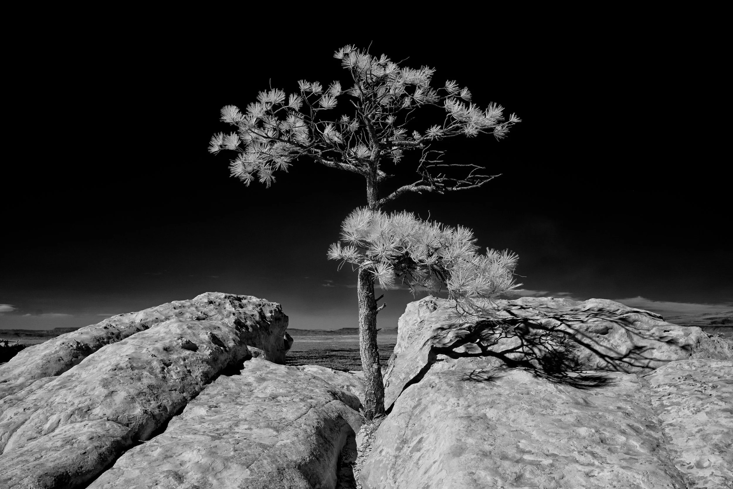 TREE AT SANDSTONE BLUFF – (Int'l Photography Awards Official Selection) Overlooking the black lava fields of El Malpais National Monument stands a lone pine atop Sandstone Bluff.