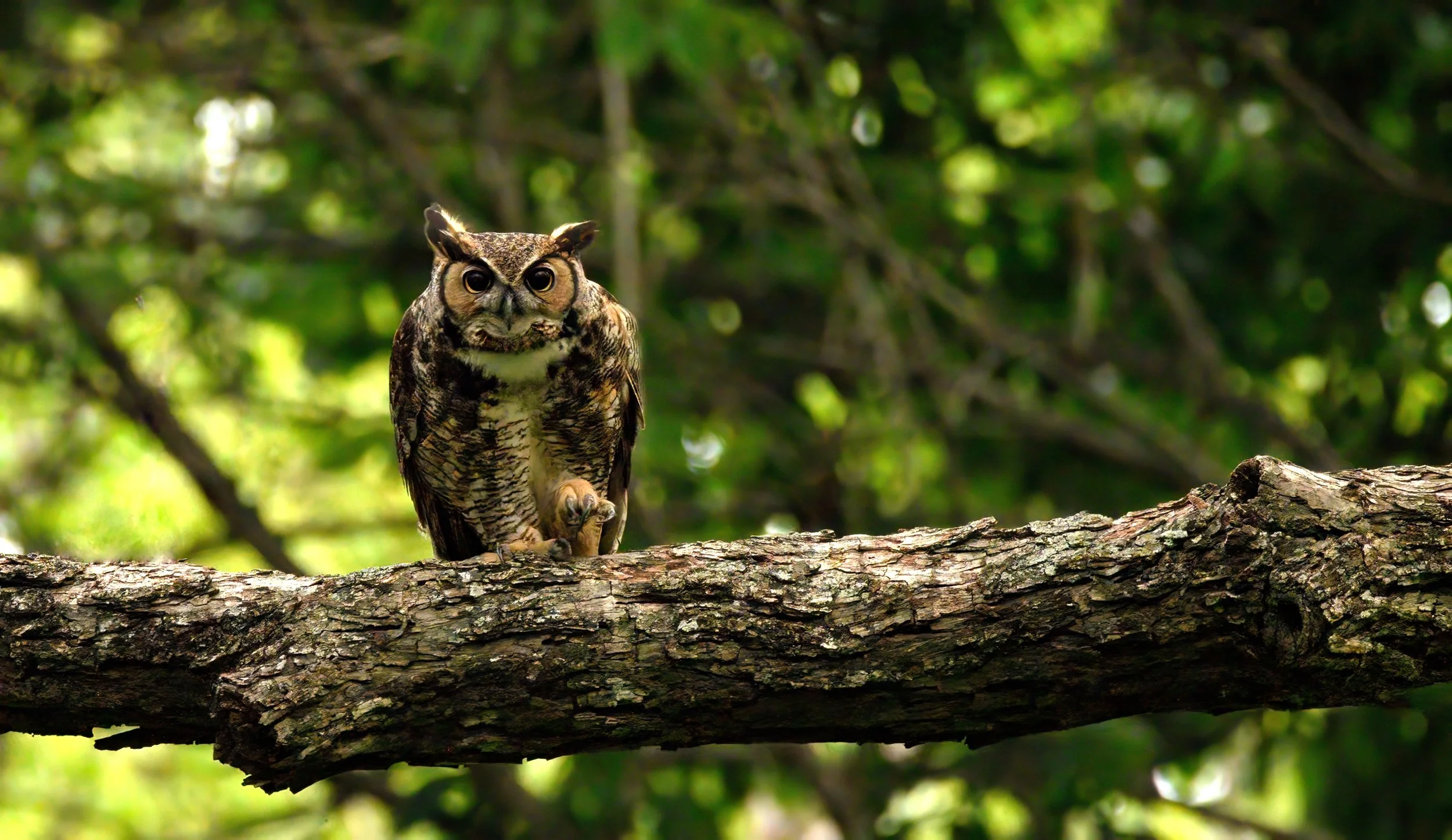 THE GREAT HORNED OWL OF BRECKINRIDGE PARK – Hundreds of joggers, cyclists and pedestrians pass through Breckinridge Park daily oblivious that they are being watched by this local resident. 