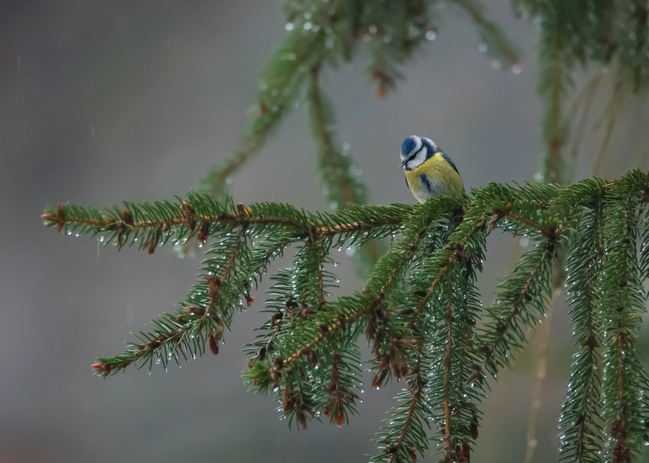 EURASIAN BLUE TIT – In the drizzling January rain of Pruhonice Park, an Eurasian blue tit seeks cover under the spindly limbs of a Norway spruce.