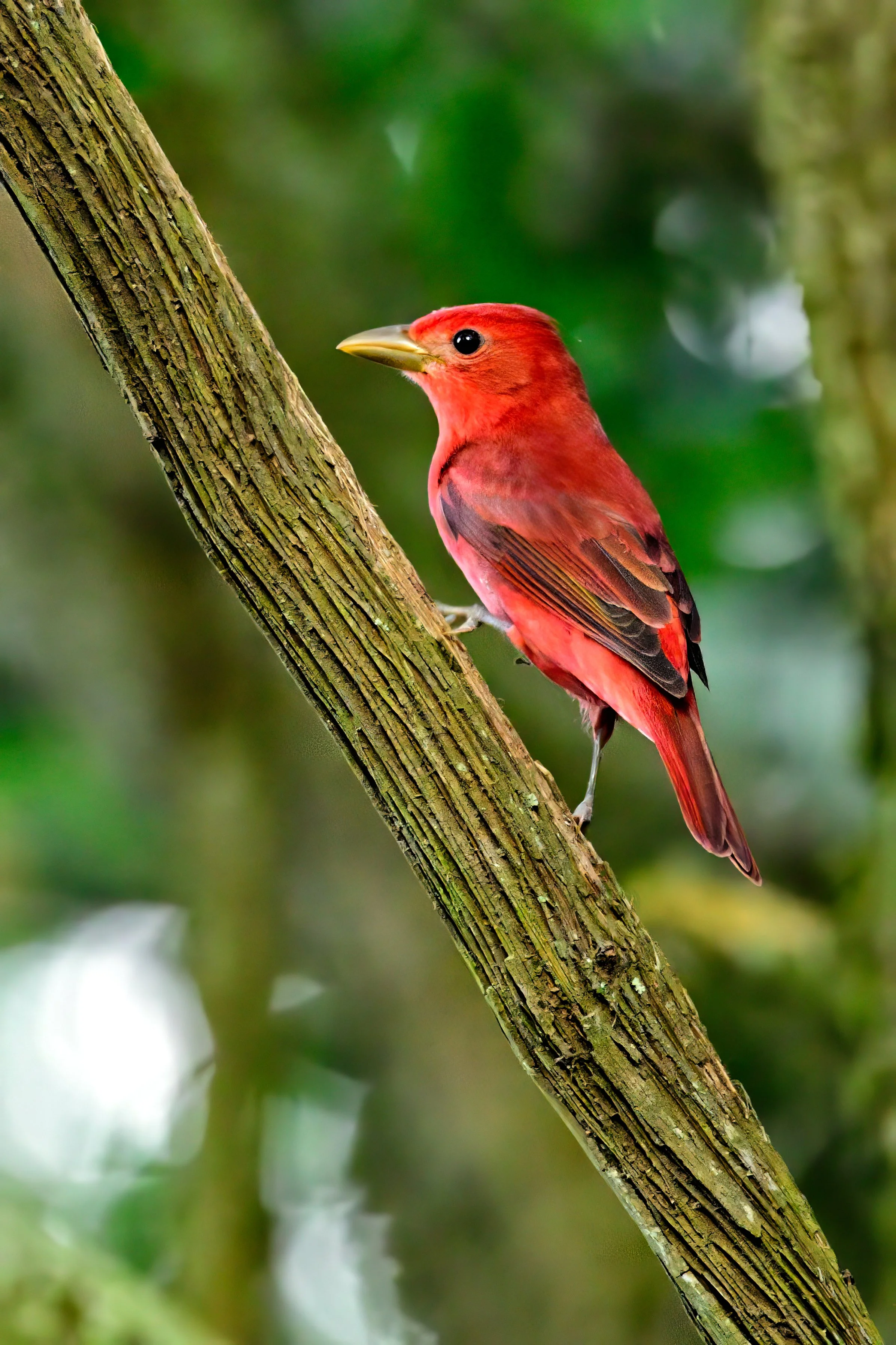 SUMMER TANAGER IN SPRING – After long migratory flights from Central America, Summer Tanagers arrive in High Island, Texas in April to rest and recover in preparation for breeding season. This Summer Tanager posed perfectly no more than four feet fro