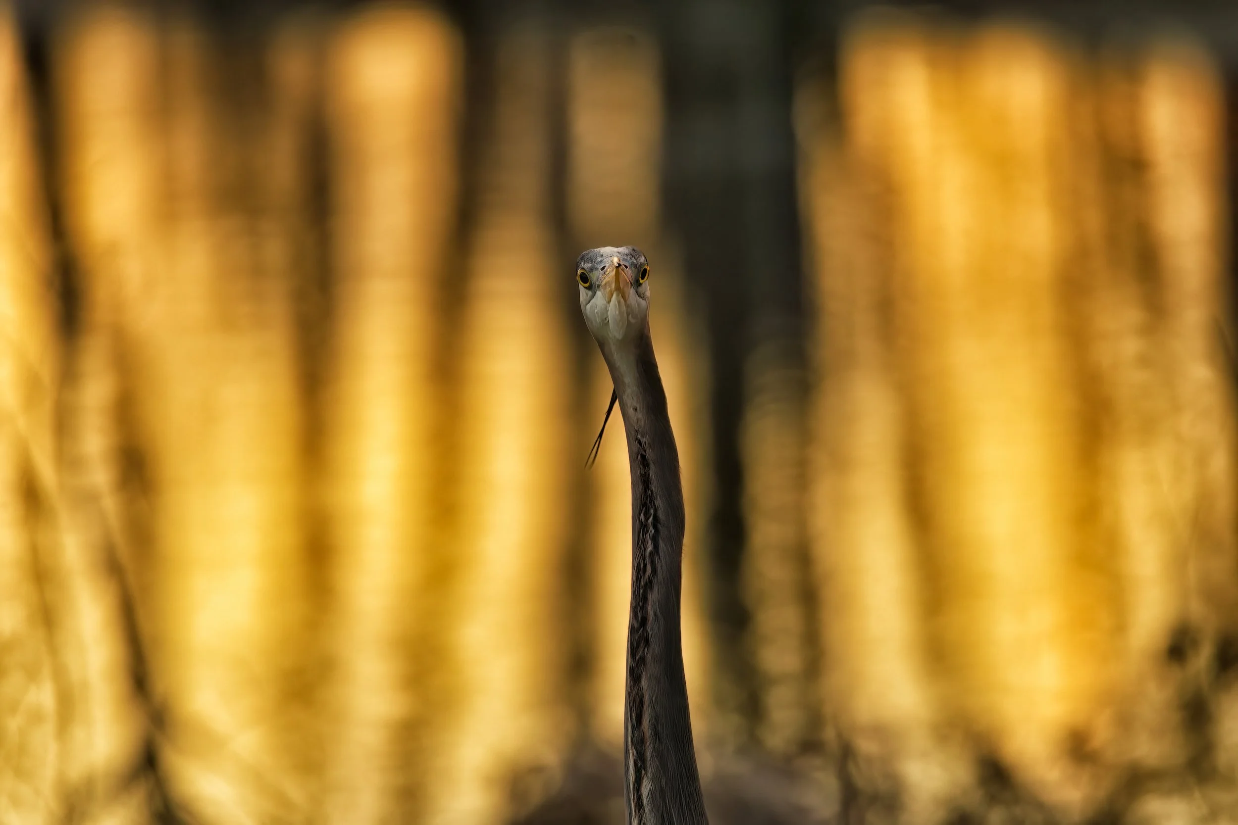 LONG NECK – A Great blue heron gazing straight at camera while the sunrise turned the water behind him into gilded sheets of glass. 