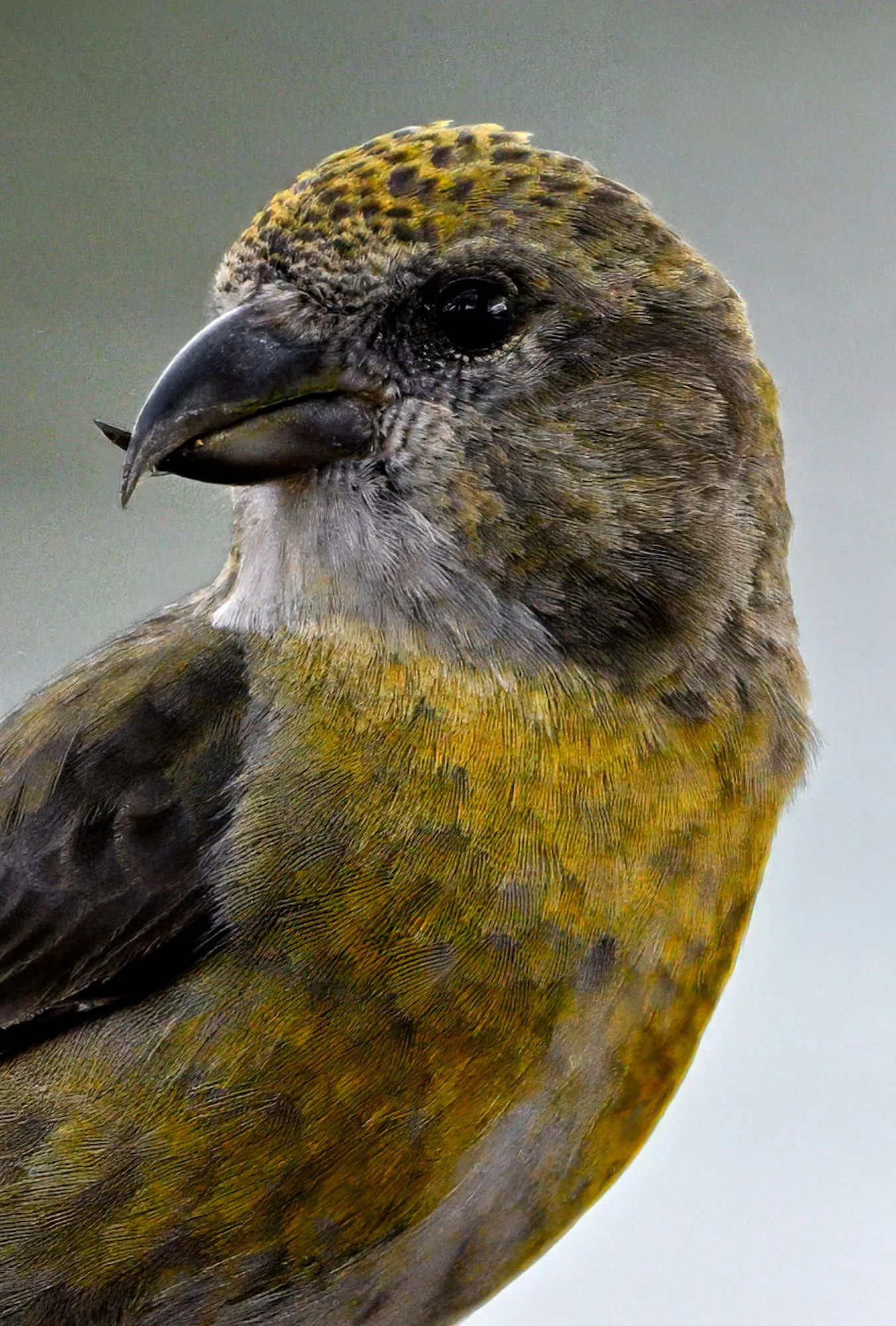 Female Red Crossbill_Morring.jpg