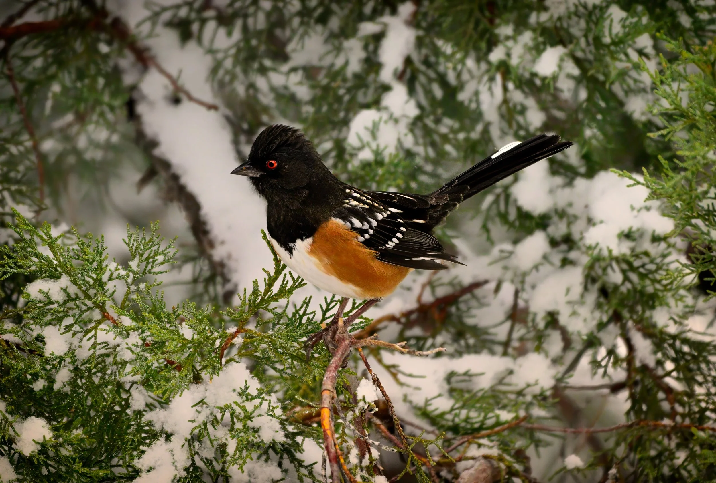 SPOTTED TOWHEE – A spotted towhee perched on a snowy limb during the Arizona winter.