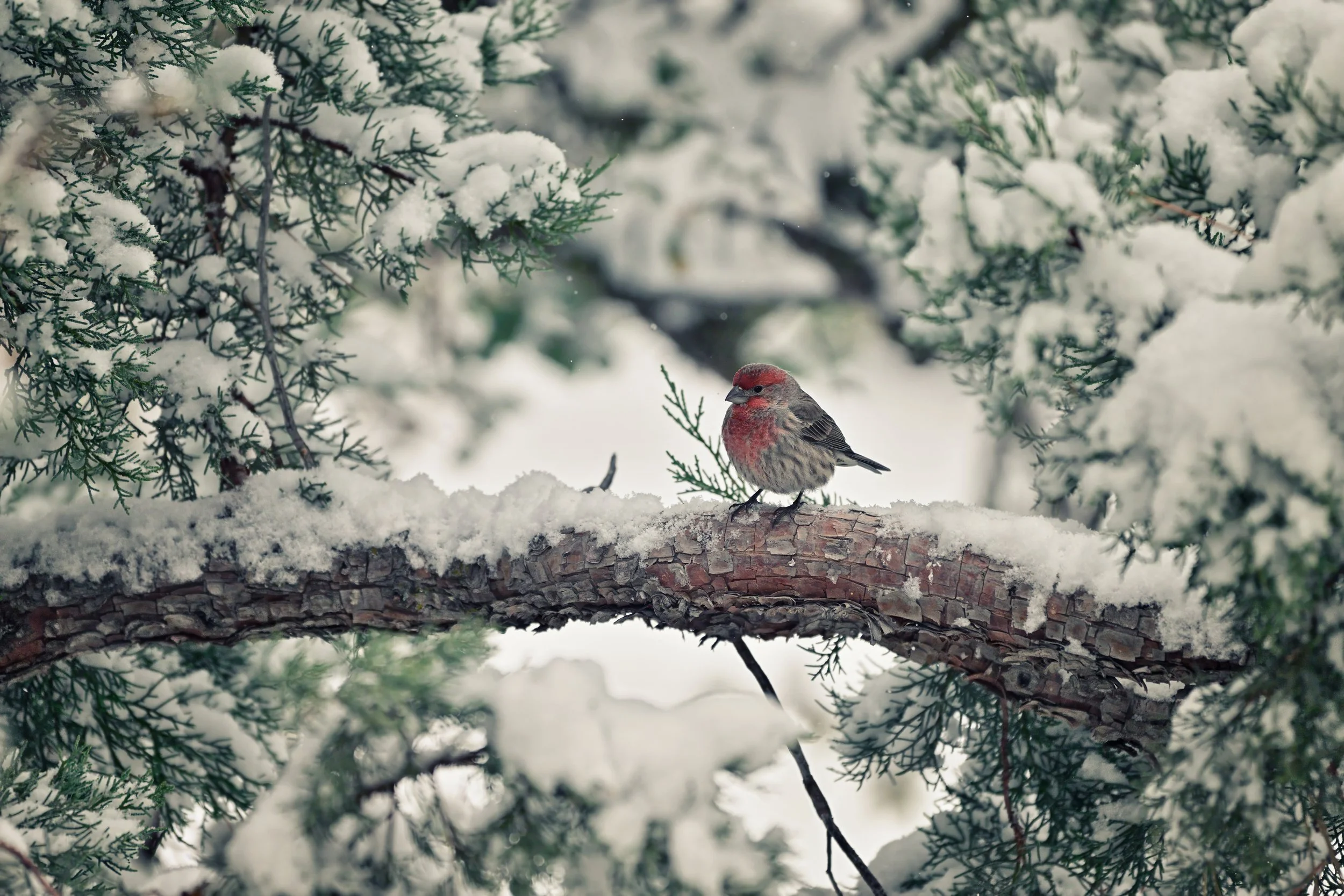FINCH IN THE SNOW – A House Finch perches in the wintery wonderland of the Arizona mountains.
