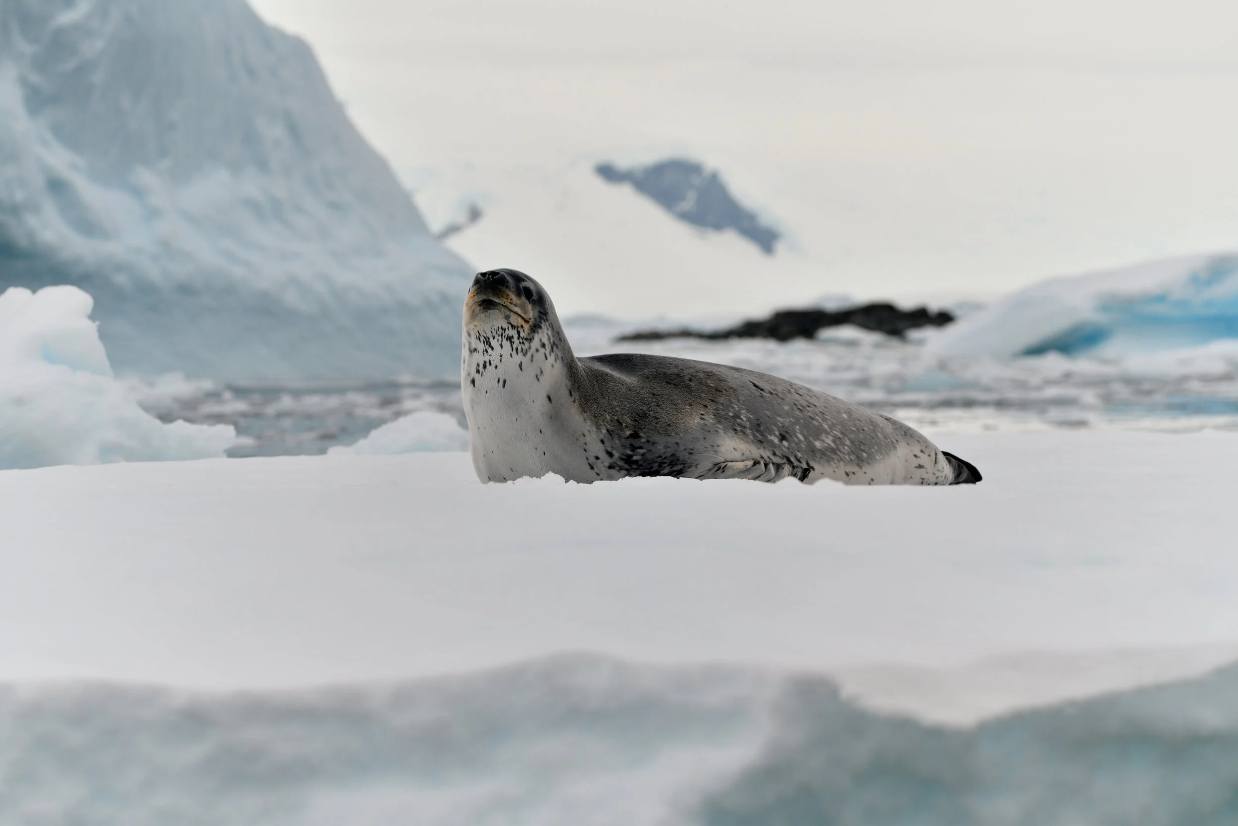 CHILLIN' – Don't be deceived by its placid demeanor. The Leopard seal (Hydrurga leptonyx) is one of the fiercest predators in the Antarctic. As we circled this seal prostrated on a sheet of ice near Prospect Point, I could only think about what might