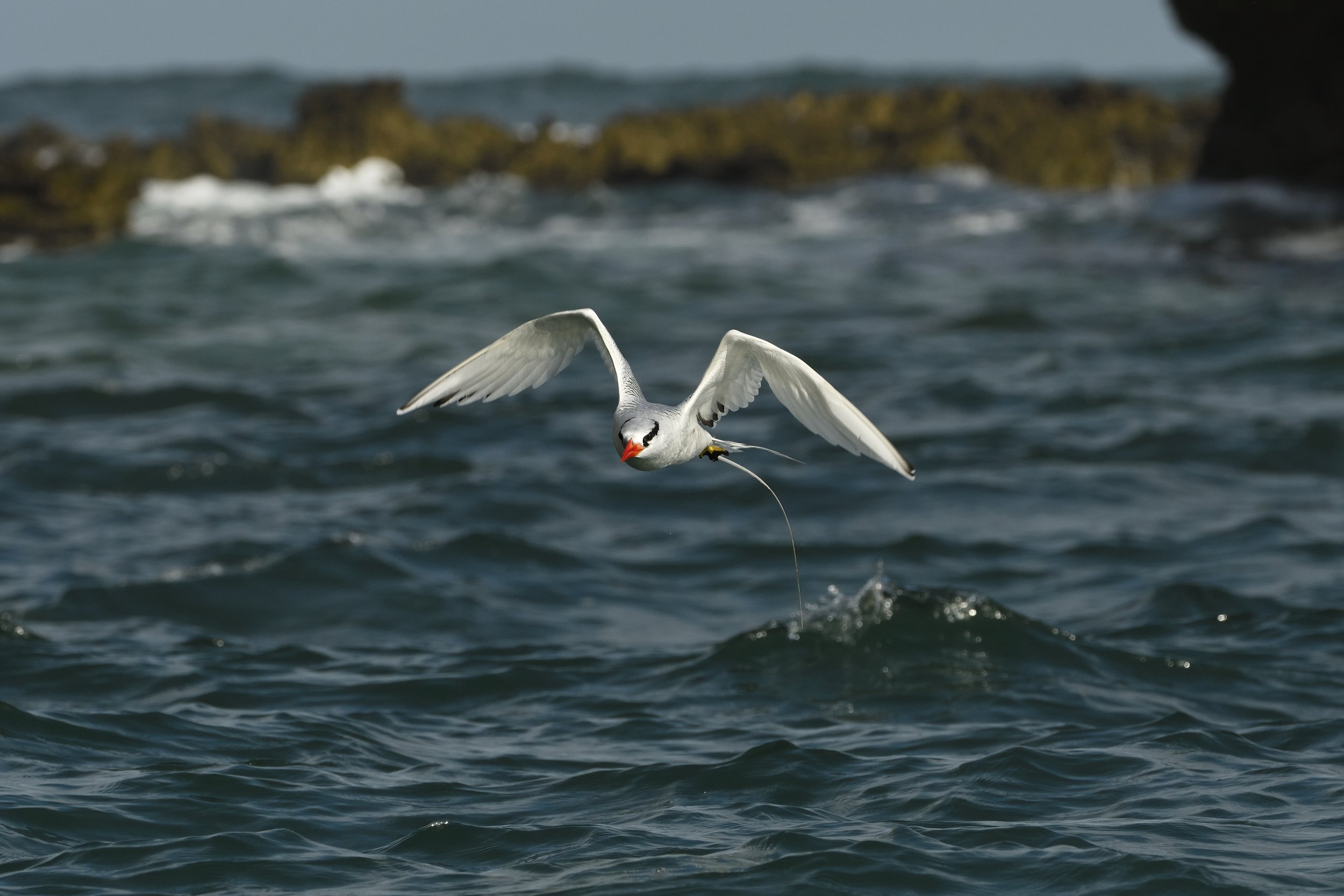 Red-billed Tropicbird over water_PNM3483-DeNoiseAI-clear.jpg